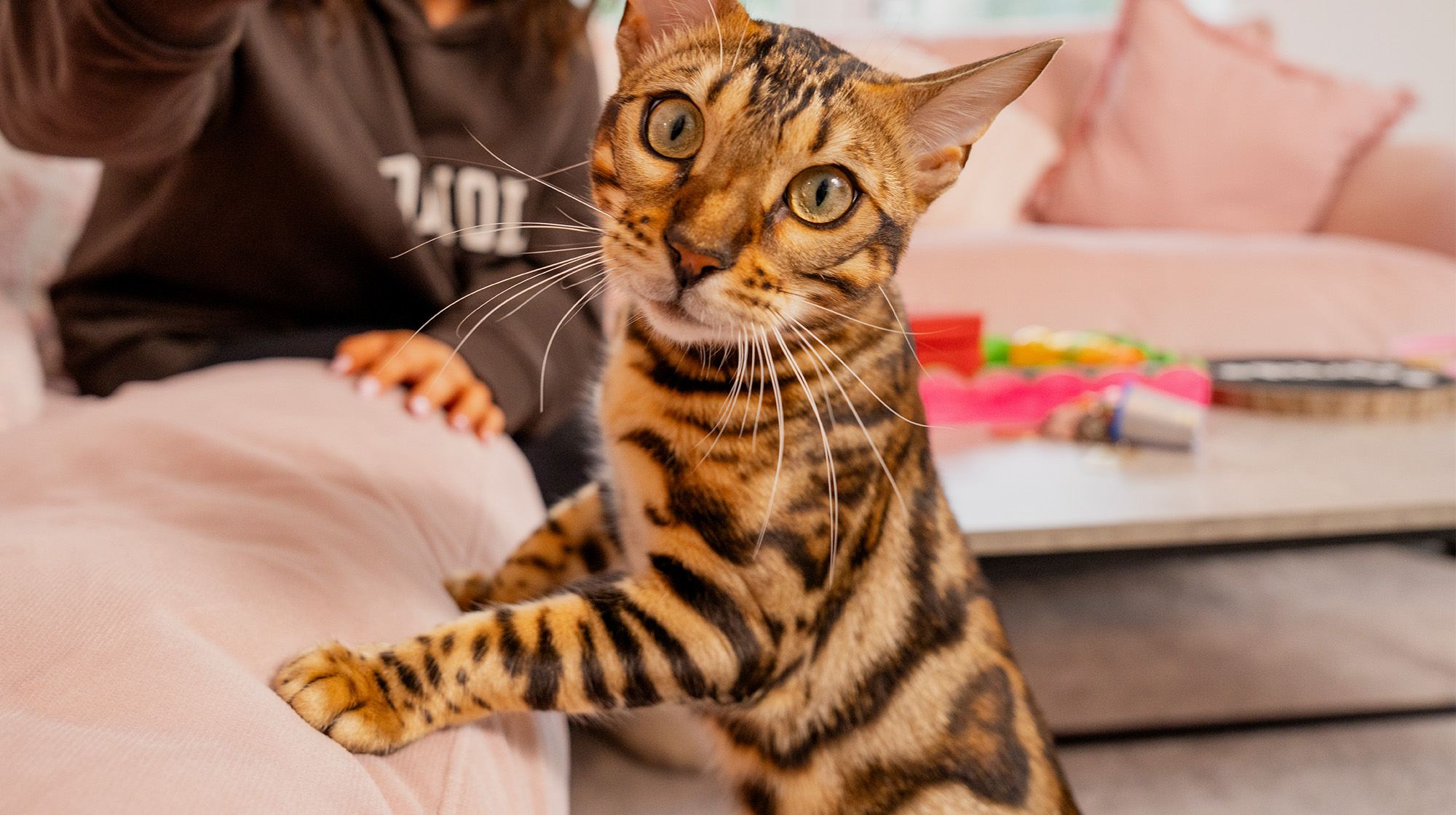 BLOG CAN KITTENS EAT ADULT CAT FOOD BODY IMAGE 2