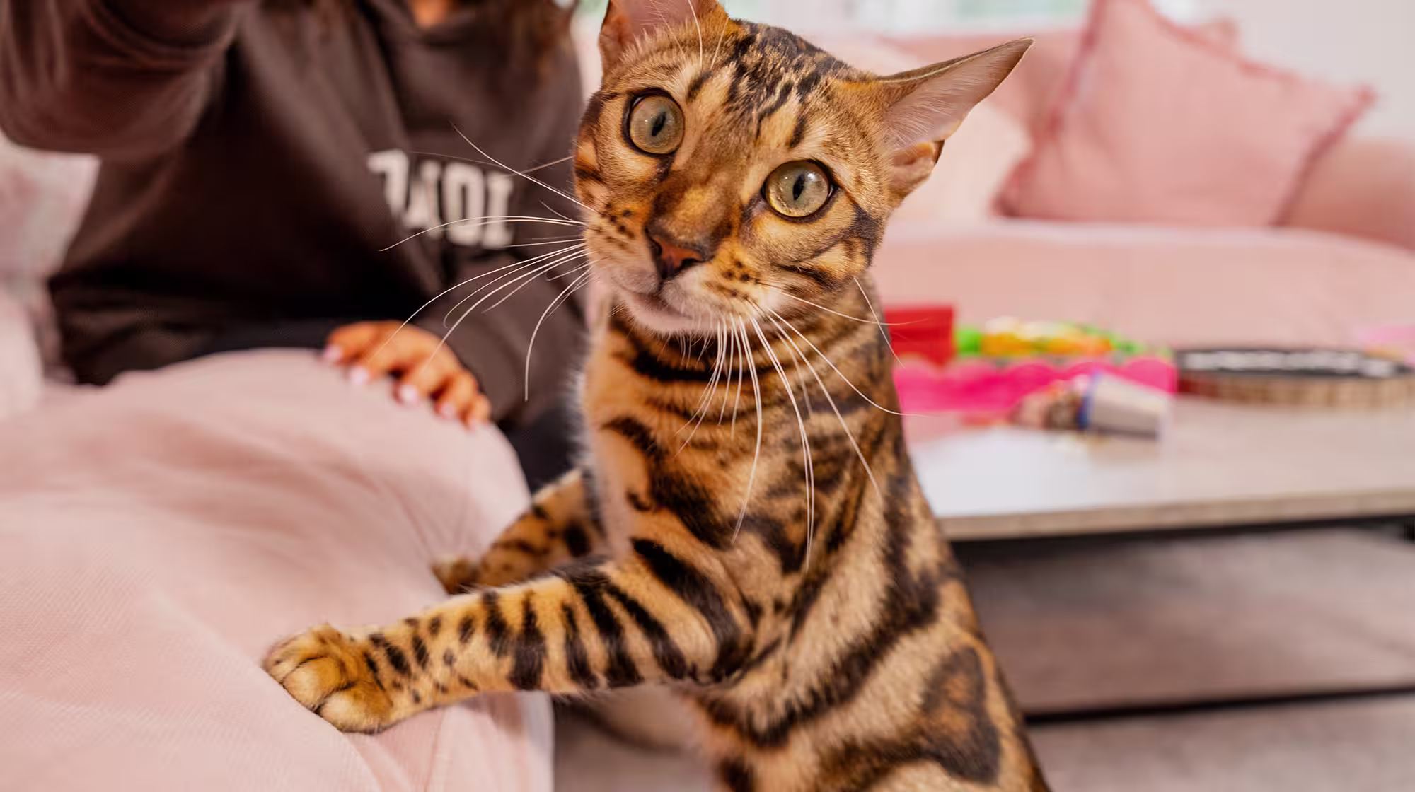 BLOG CAN KITTENS EAT ADULT CAT FOOD BODY IMAGE 2