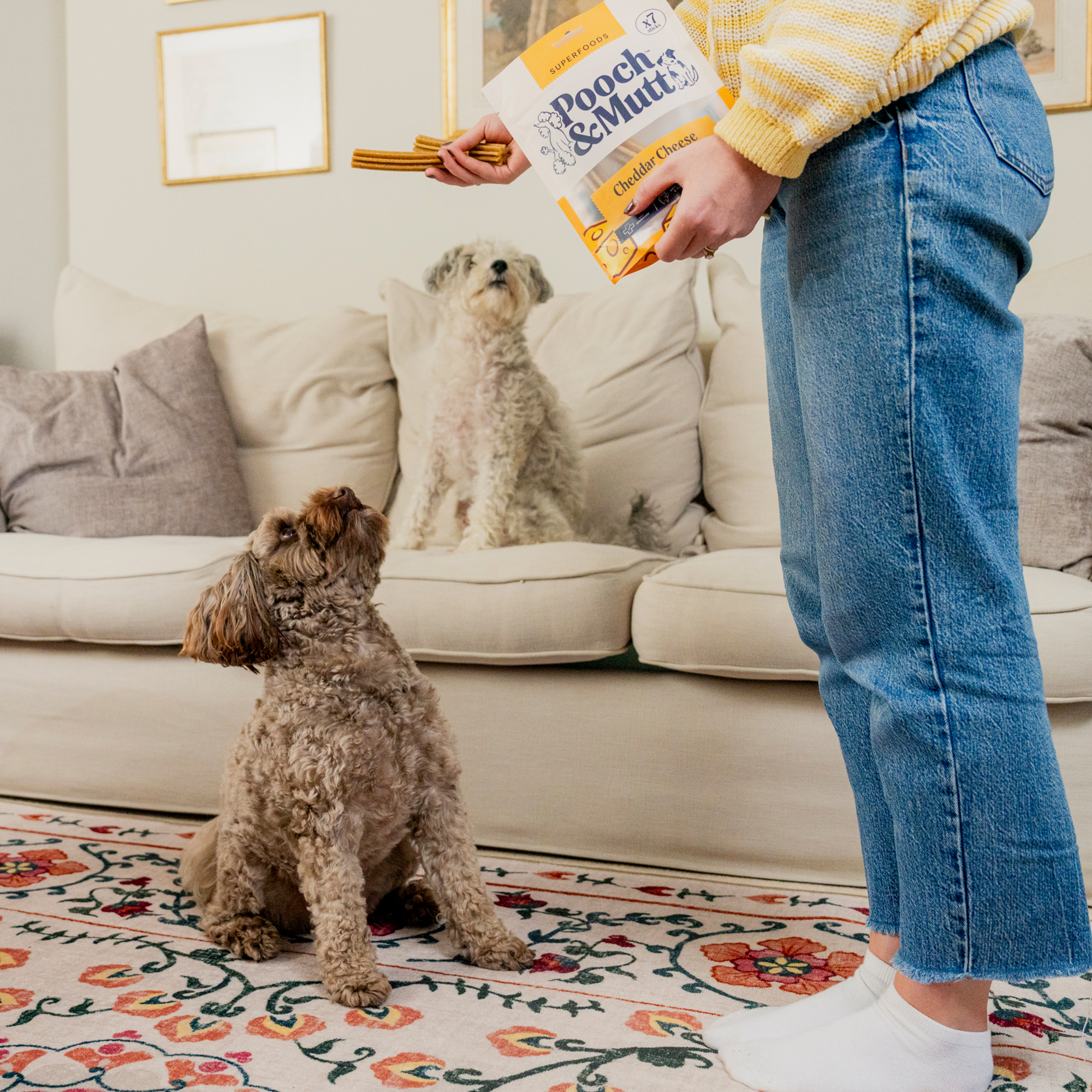 Cheddar Cheese Dental Sticks For Dogs DSCHEESE 1 lifestyle