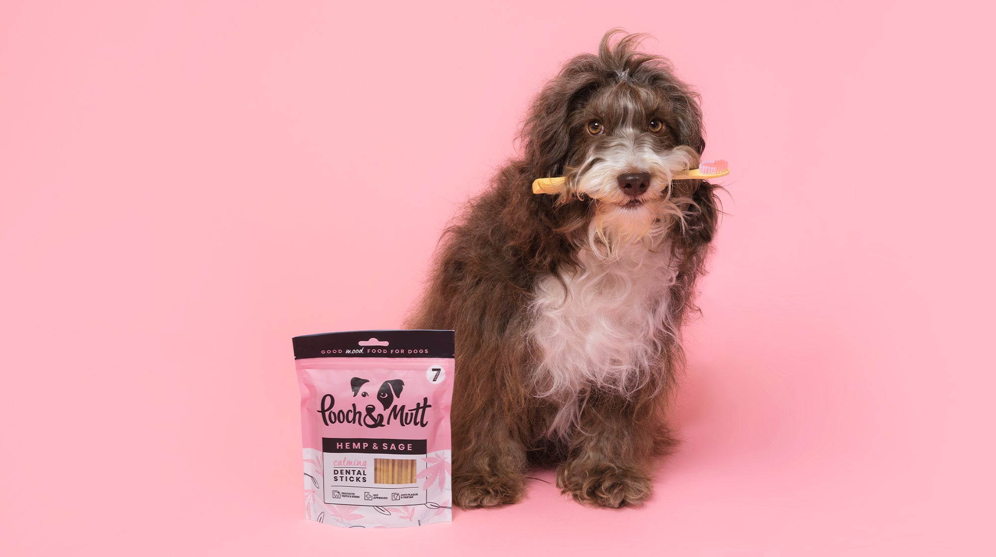 What herbs and spices are safe for dogs?-Image 2