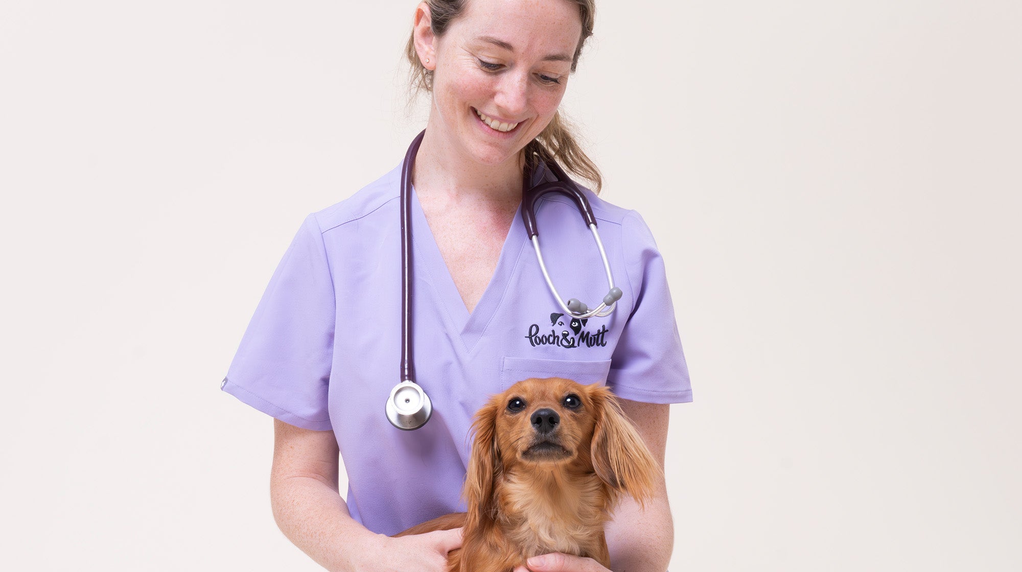 Phantom pregnancy in dogs:  Symptoms and causes-Image 3