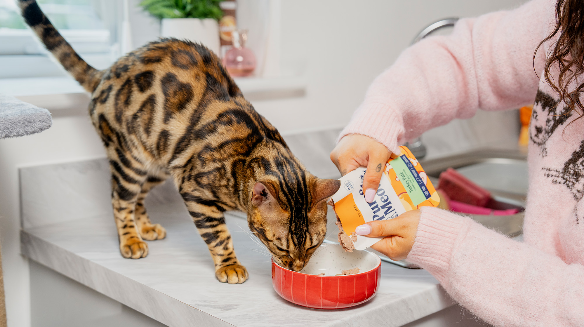 BLOG WHY IS MY CAT ALWAYS HUNGRY HEADER