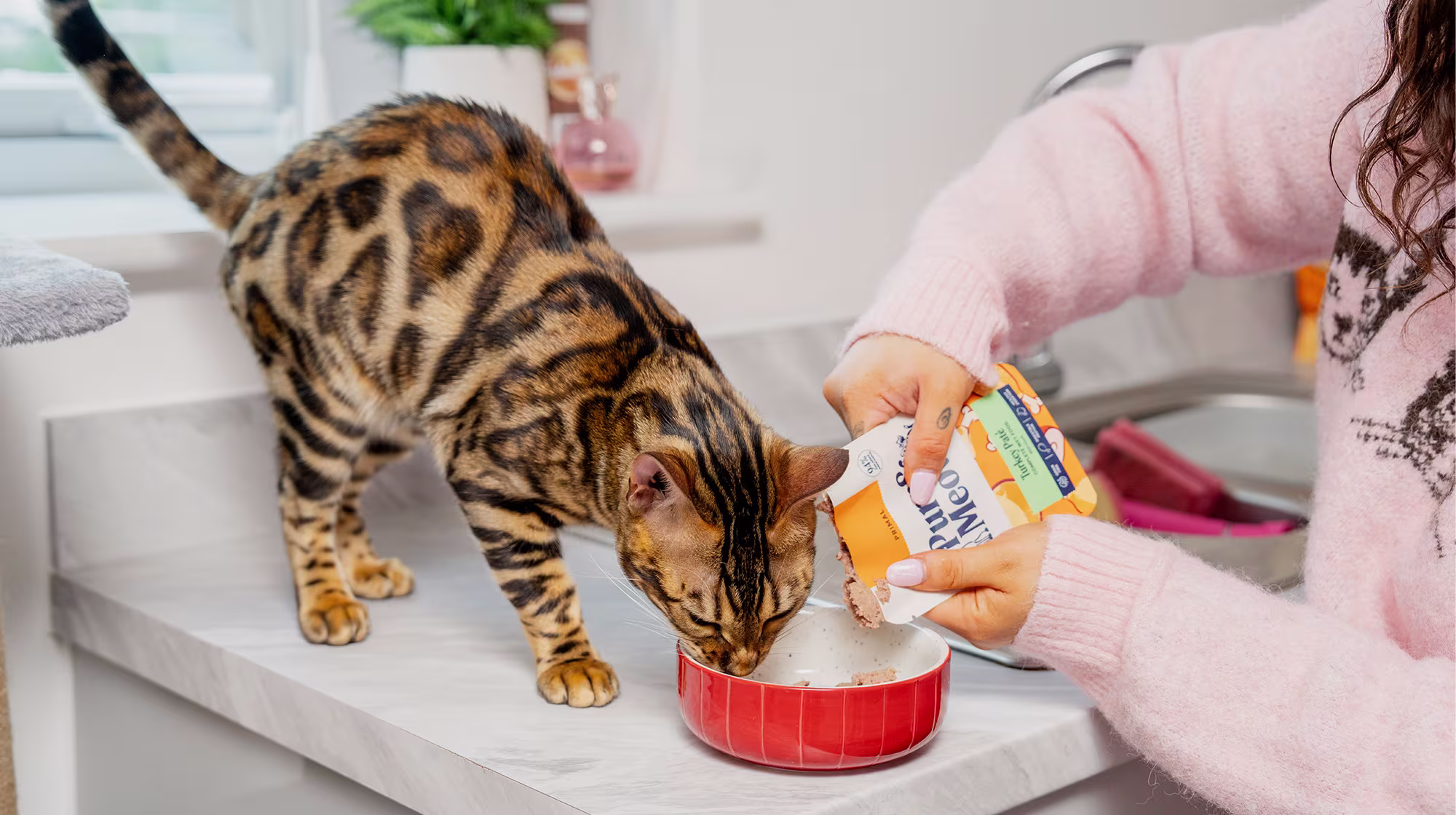 BLOG WHY IS MY CAT ALWAYS HUNGRY HEADER
