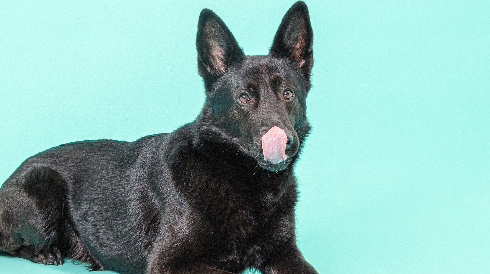 Chicken allergies in dogs:  Everything you need to know-Image 1