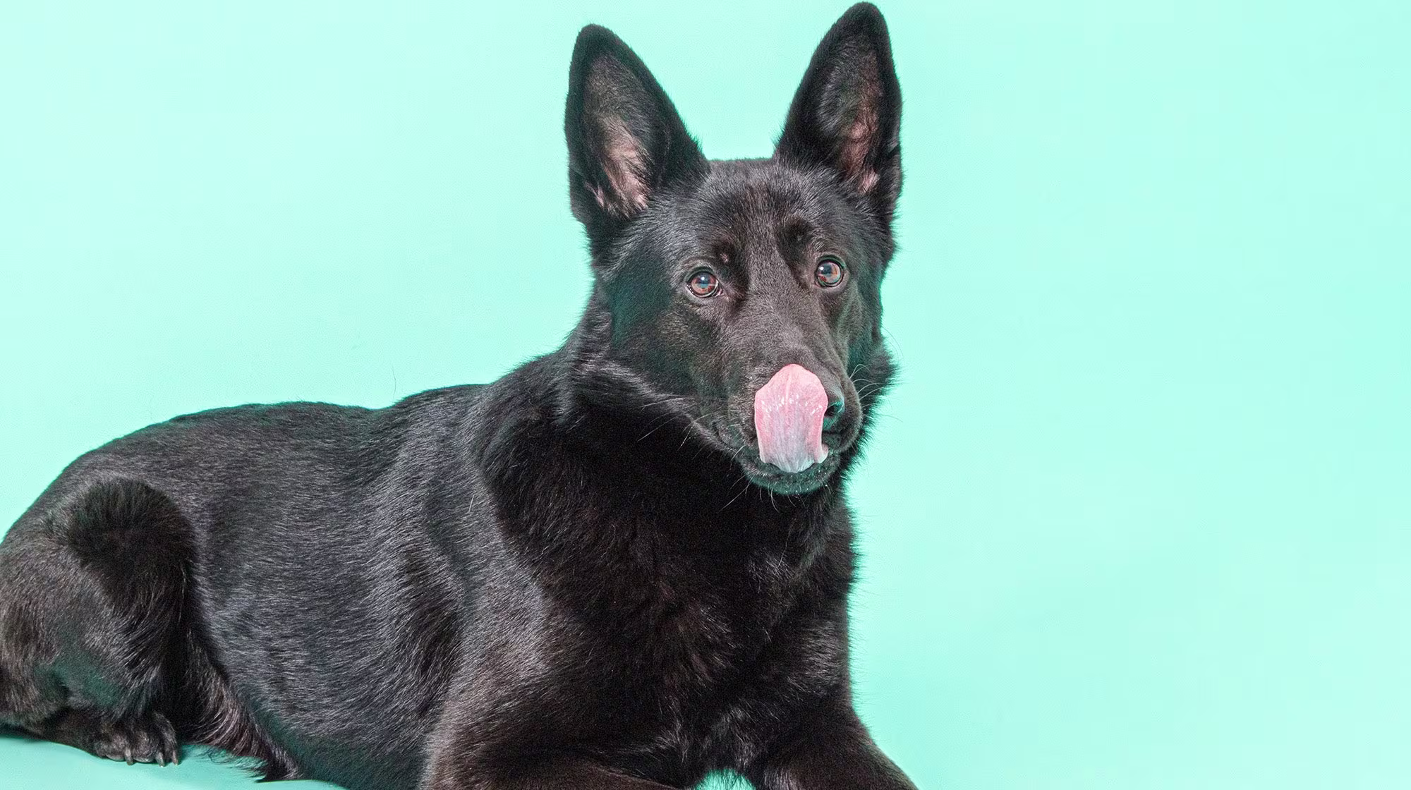 Chicken allergies in dogs: Everything you need to know-Image 1