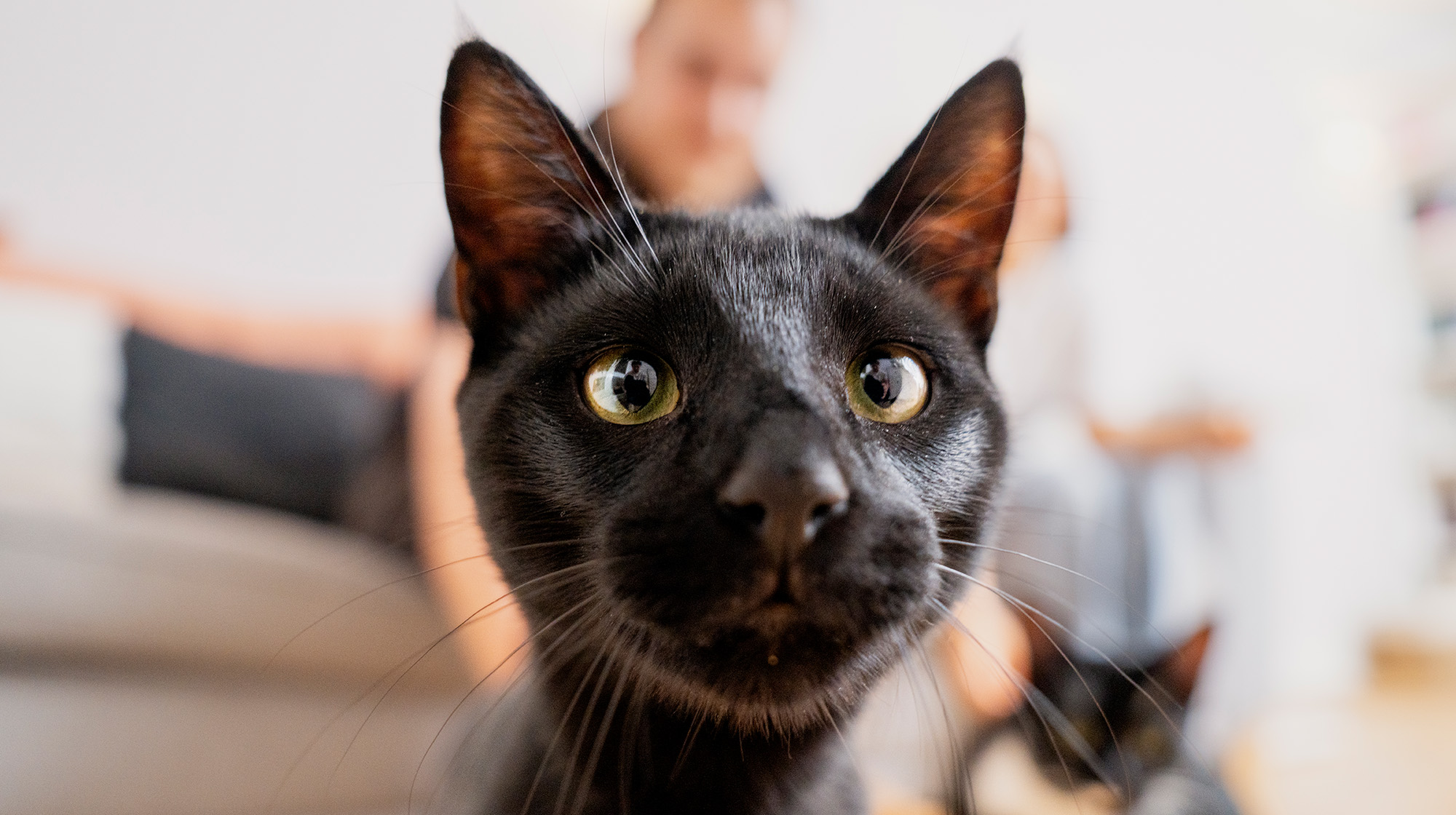 BLOG CAN CATS DRINK MILK BODY IMAGE 1