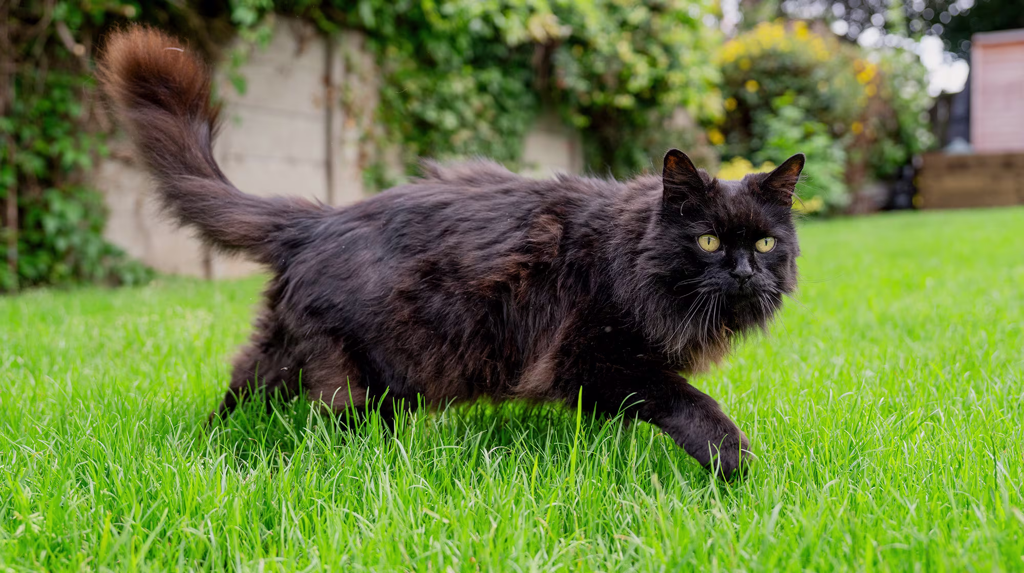 BLOG WHY IS MY CAT NOT EATING BODY IMAGE 2