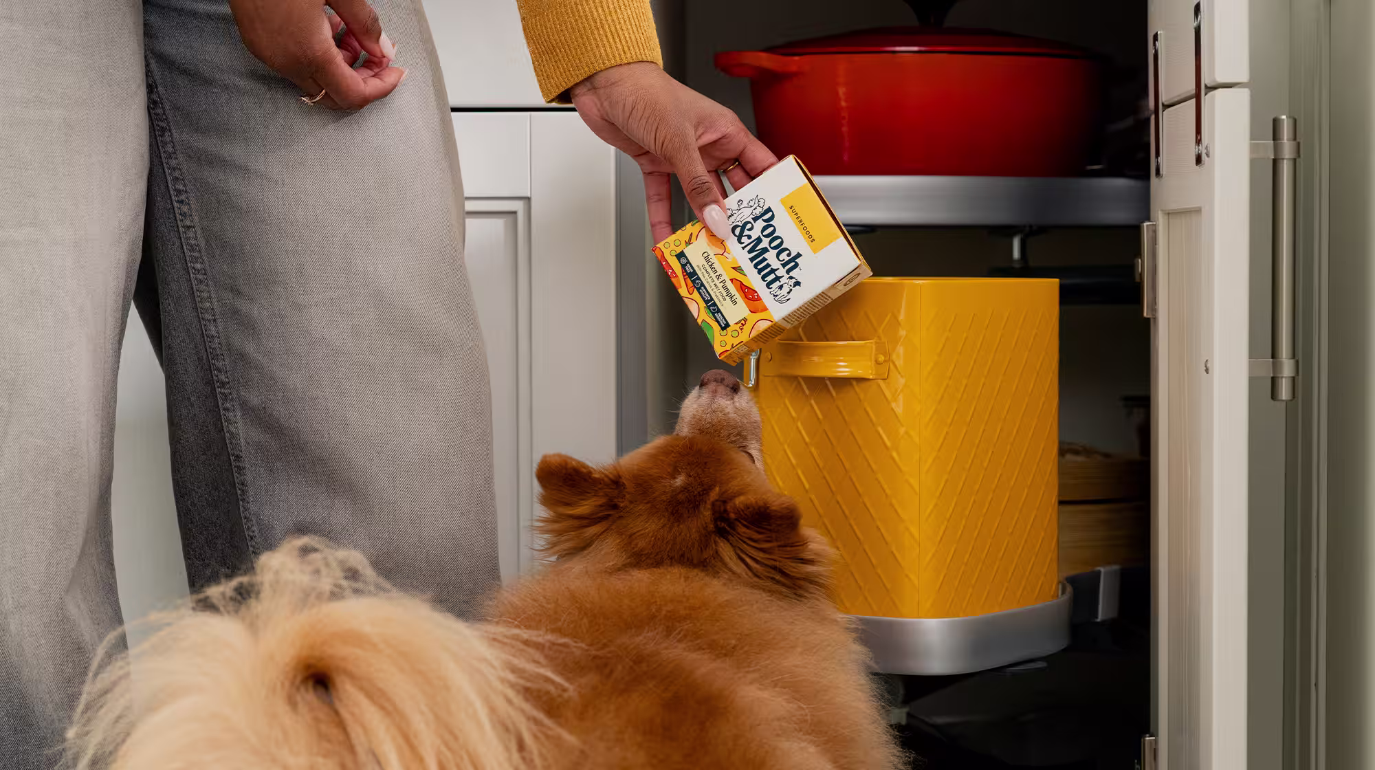 A fluffy dog looking at their owner holding a pack of Pooch & Mutt Chicken & Pumpkin Wet Food.