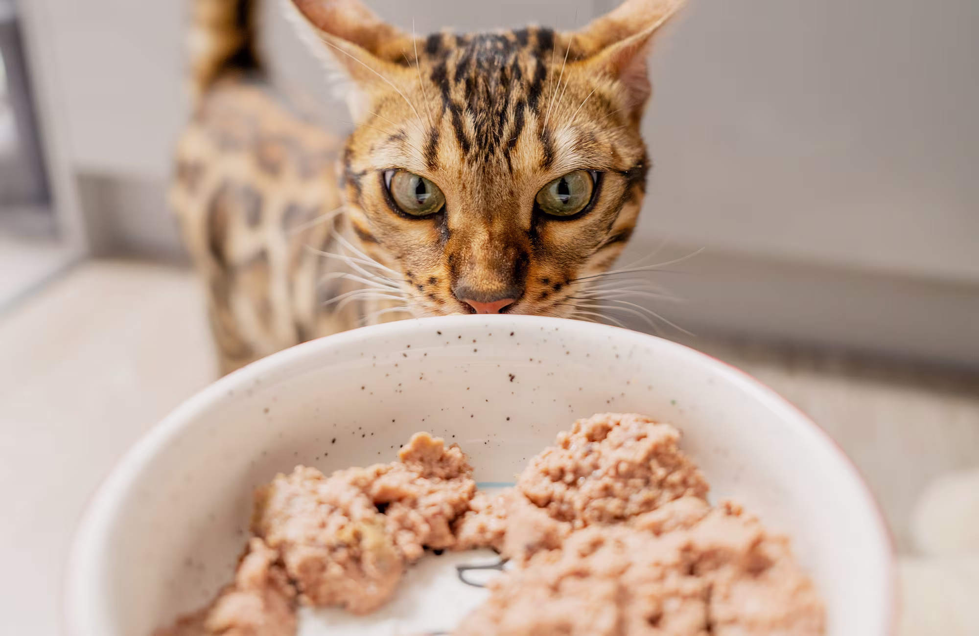 P&M WEB CAT COLLECTION BANNER WET FOOD