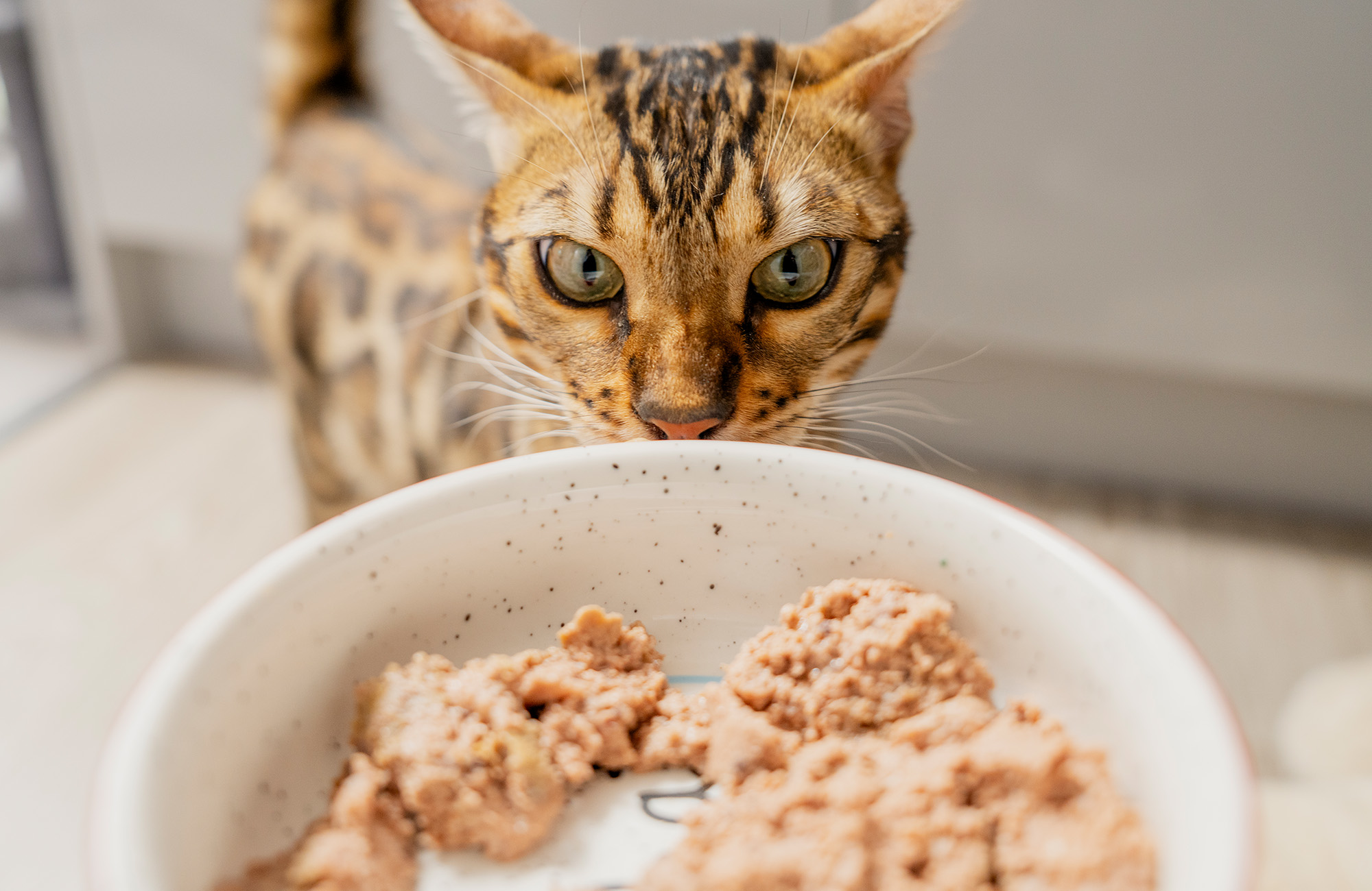 P&M WEB CAT COLLECTION BANNER WET FOOD