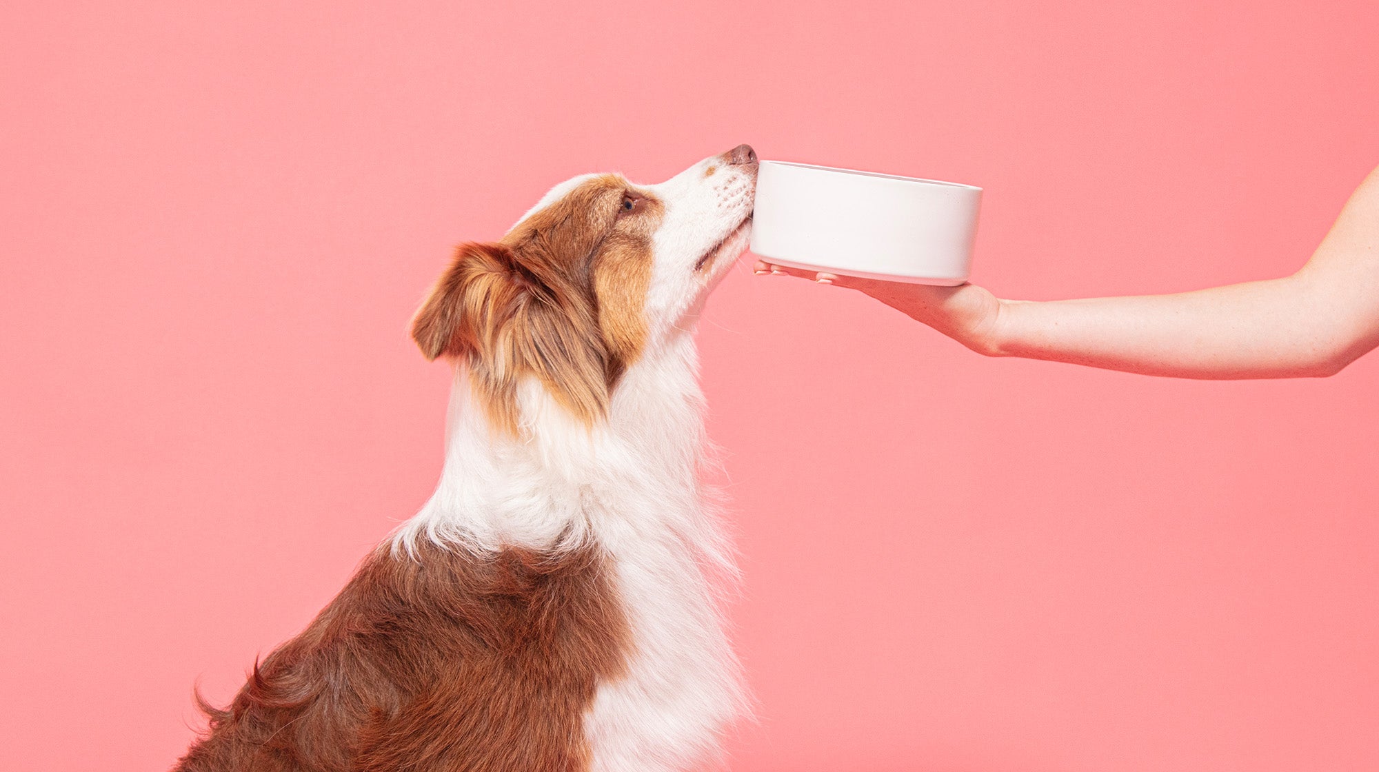 Can dogs eat Pineapple?-Image 1