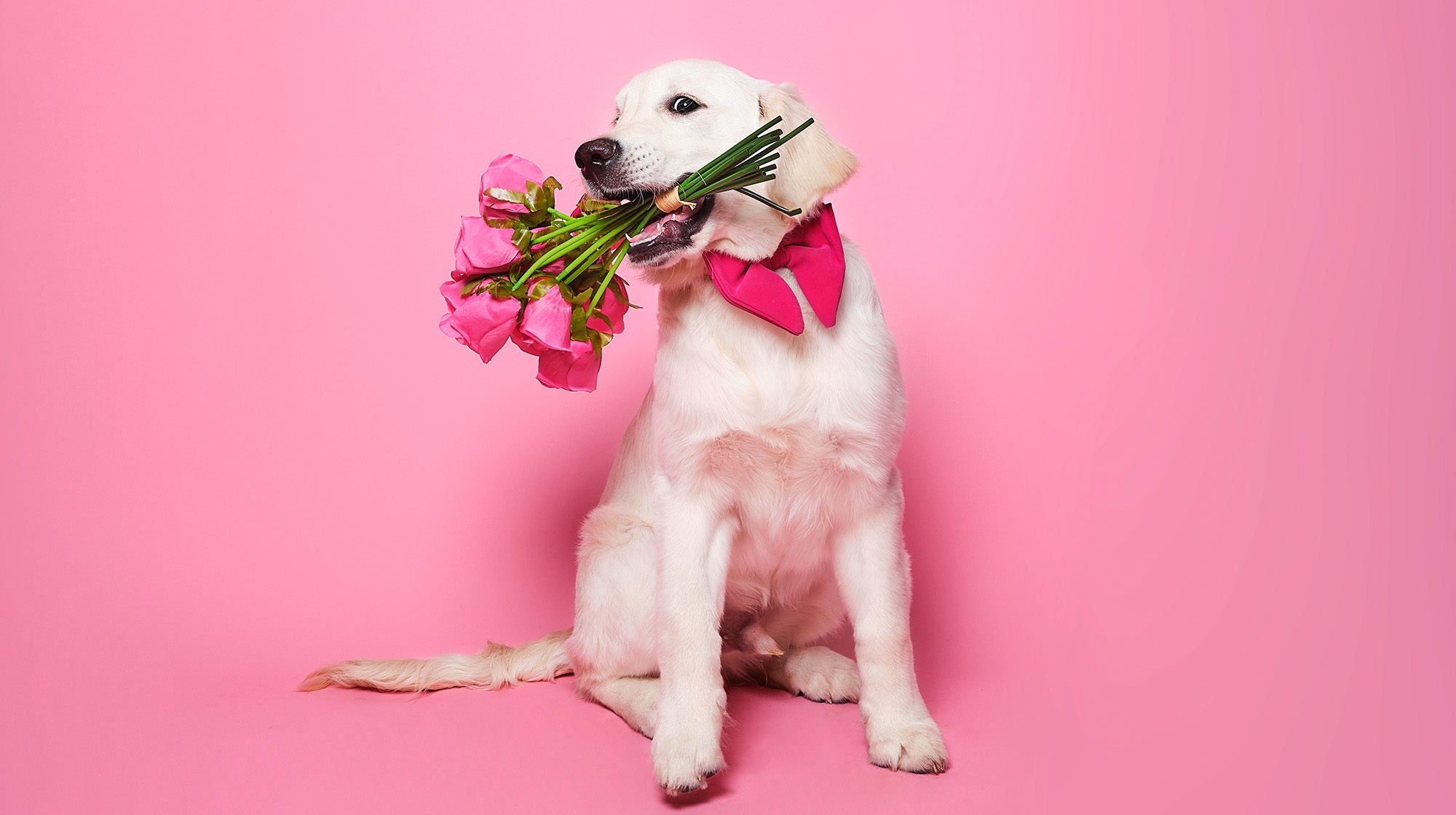 Signs your dog loves you-Image 2