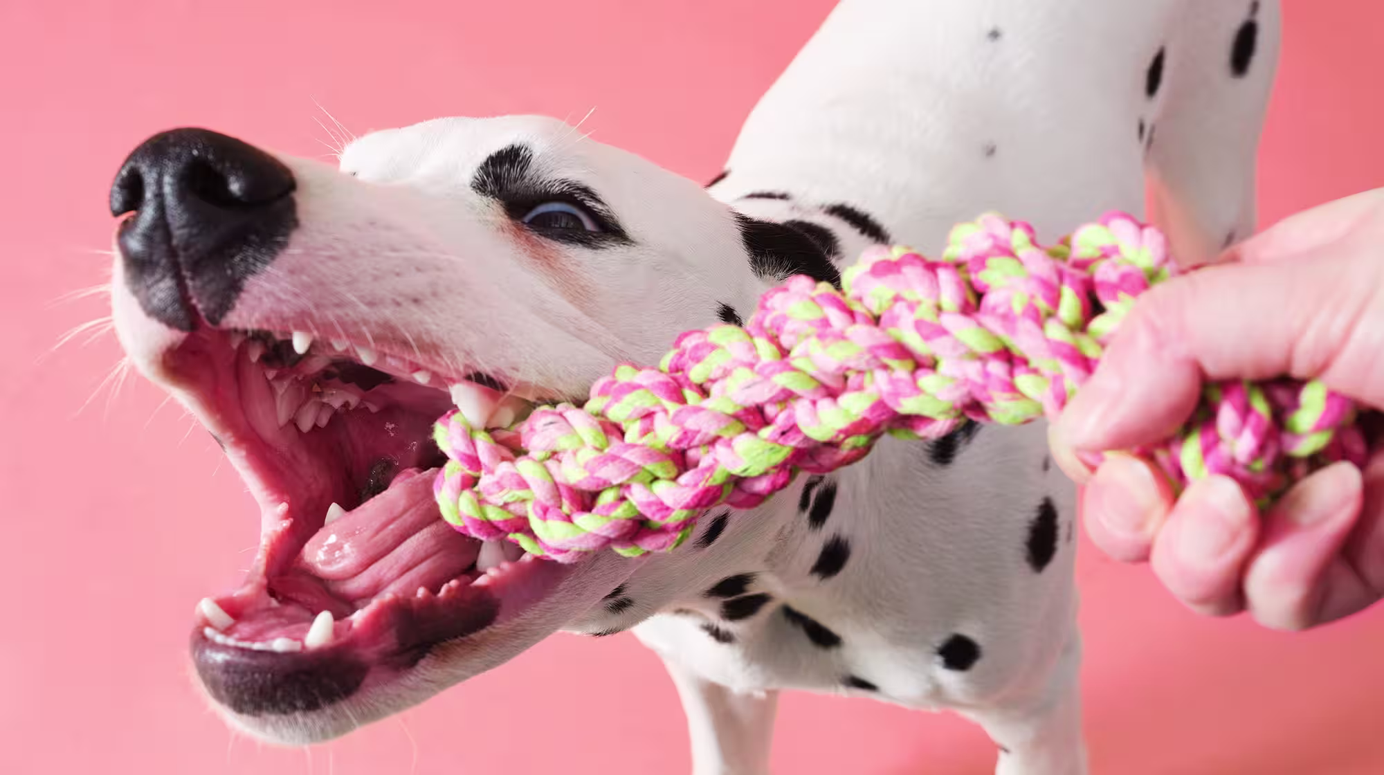 How to clean your dog’s teeth-Image 2