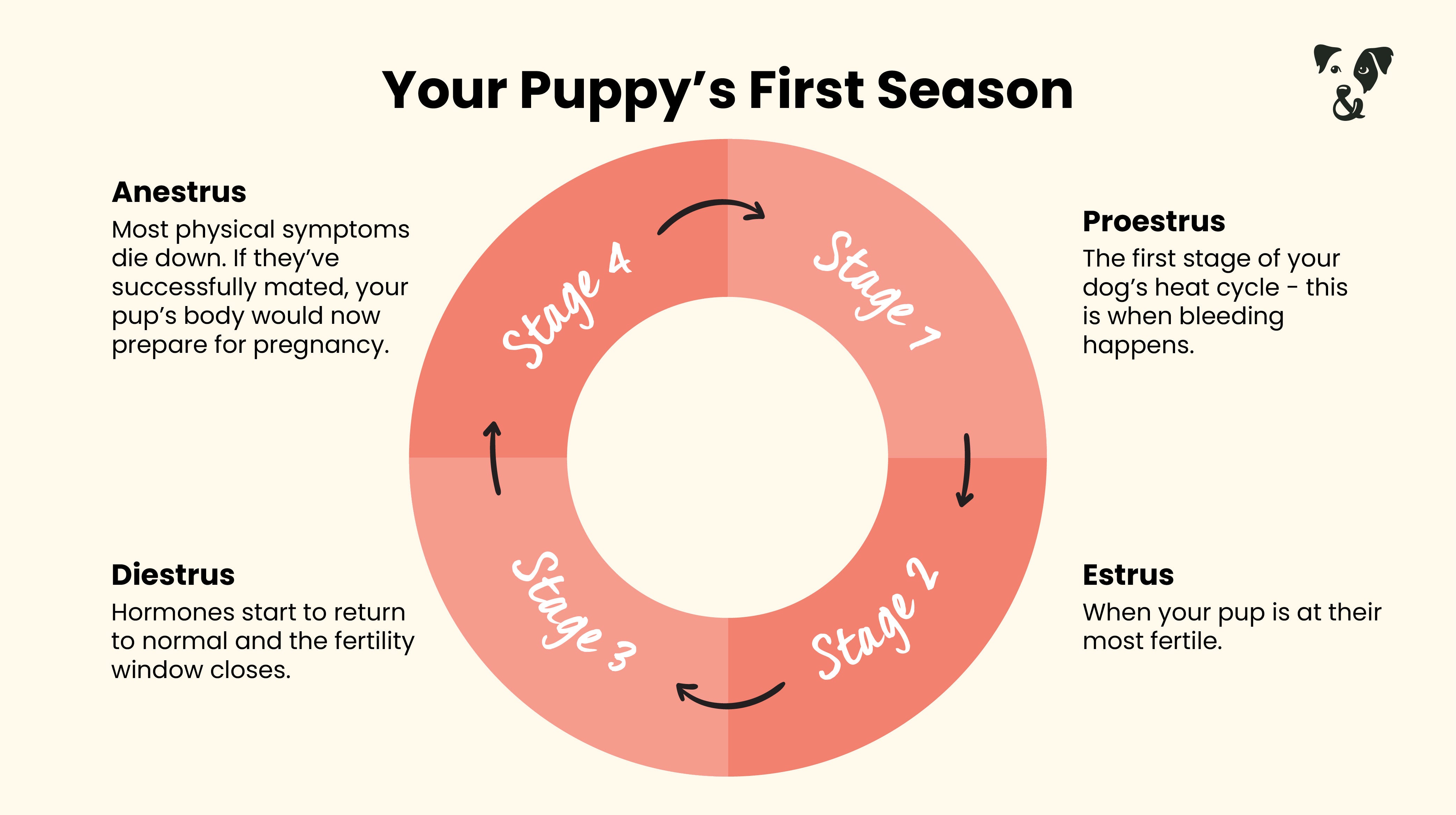 Understanding your puppy’s first season-Image 1