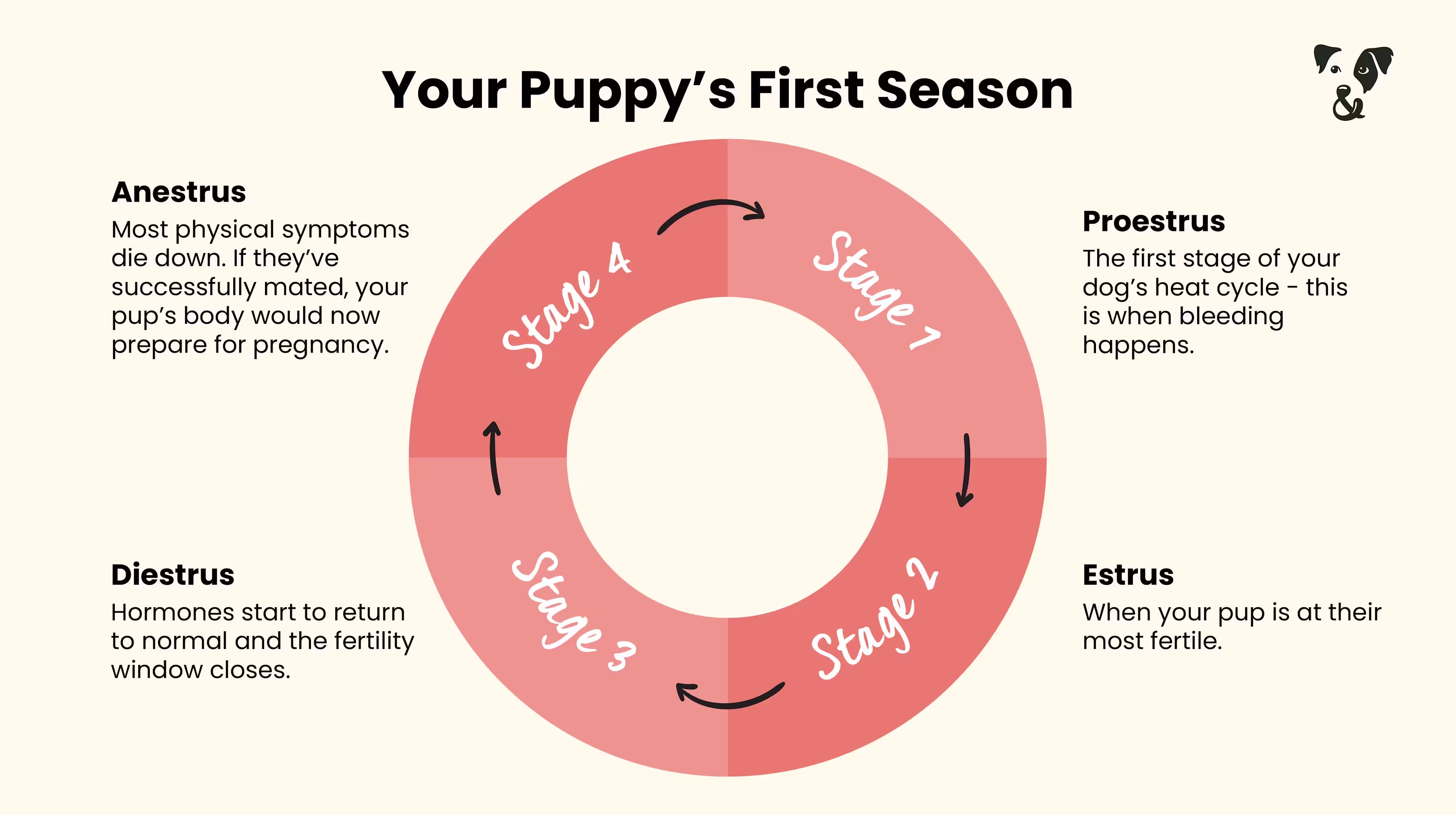 Understanding your puppy’s first season-Image 1