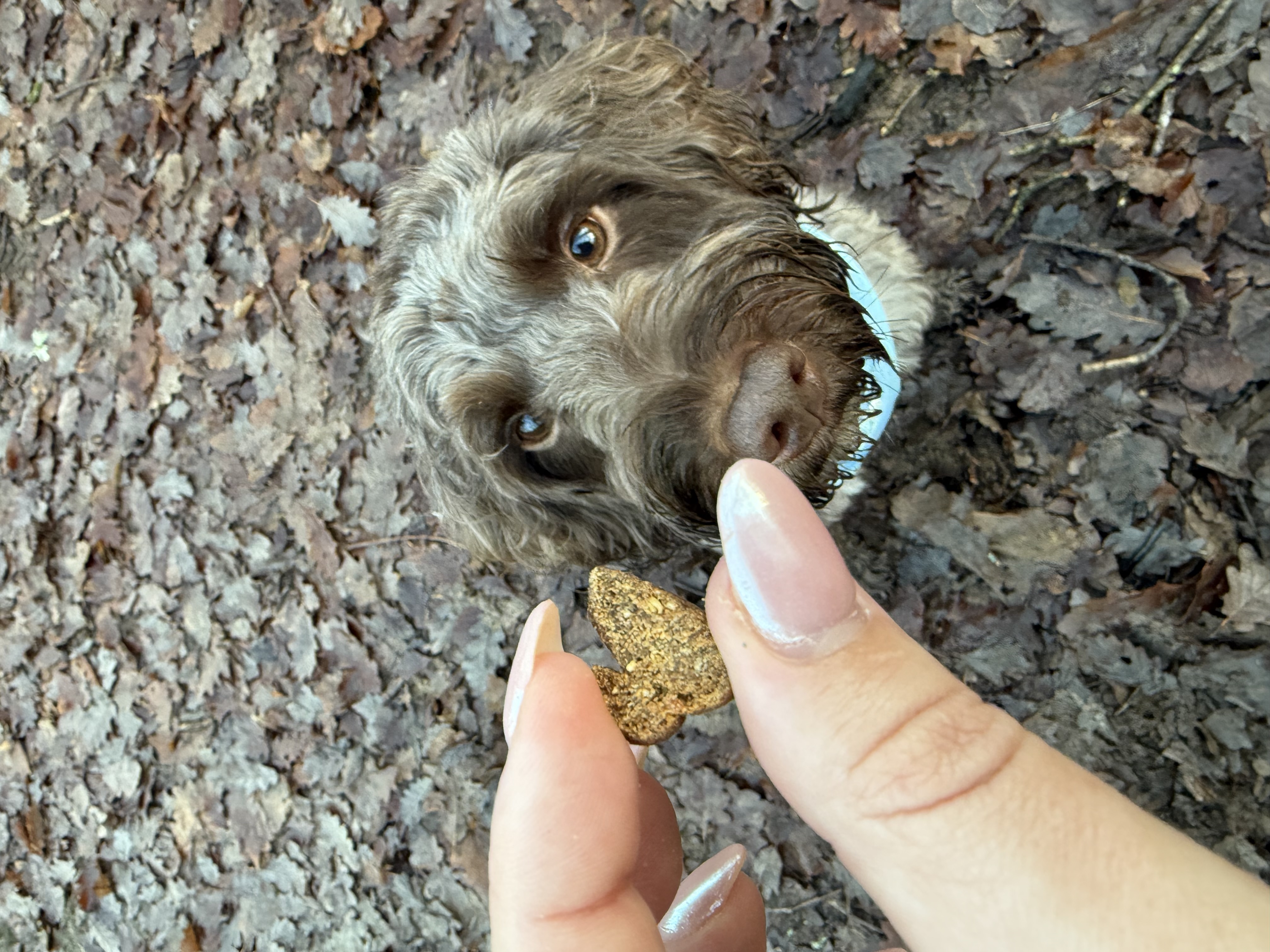 IMG 4707 - Alfie TheCockapoo