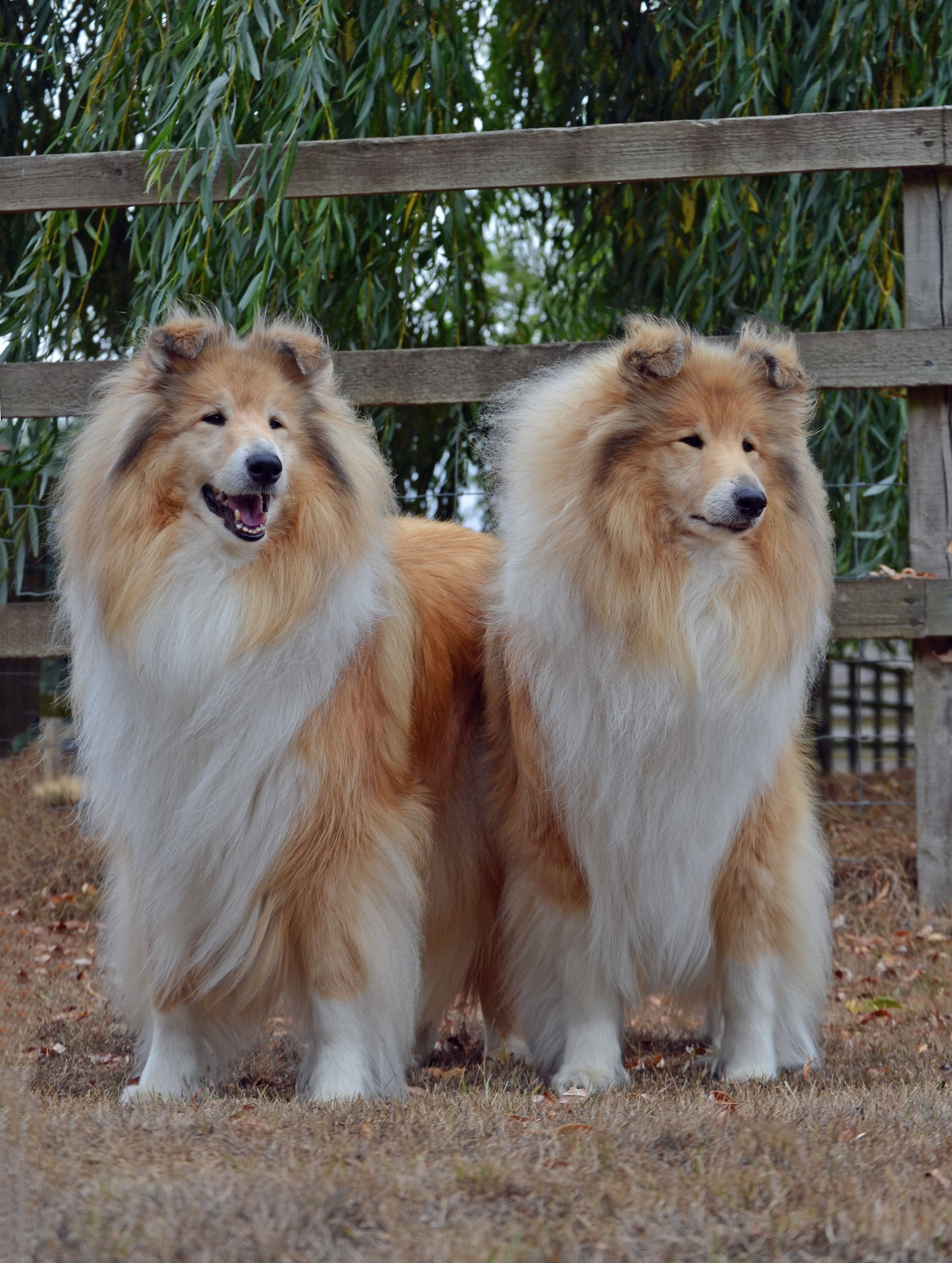Bella-&-Polly-August-2022 - Hannah Walder