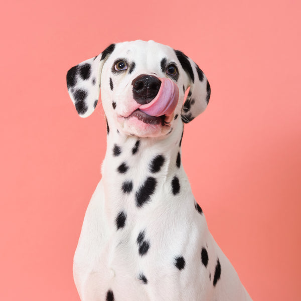Can dogs get hay fever? Symptoms, Treatments & Tips-Image 1