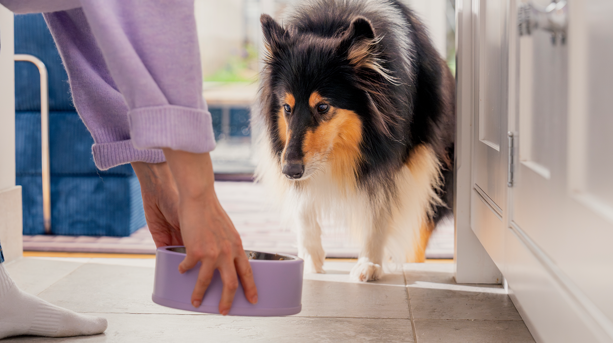 A dog owner placing a purple dog bowl on the floor as a fluffy dog walks towards it