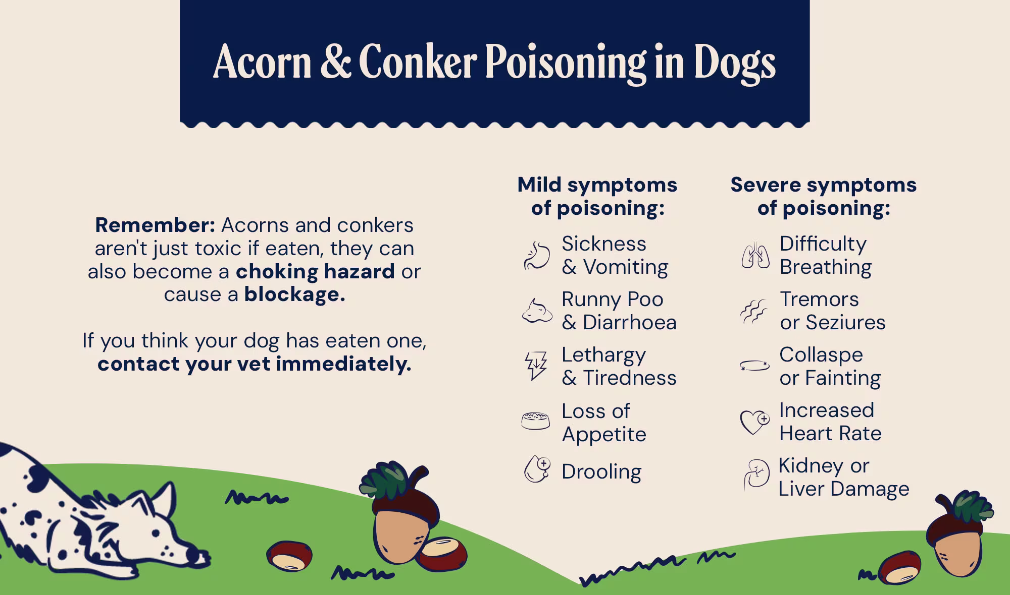 SOCIAL ACORN AND CONKER POISONING BLOG INFOGRAPHIC