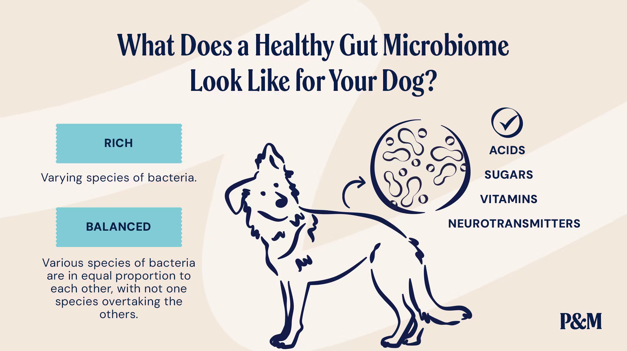 P&M BLOG INFOGRAPHIC WHAT DOES A HEALTHY GUT MICROBIOMBE LOOK LIKE (1)