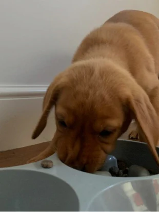 Trusted Customer Puppy Food Review