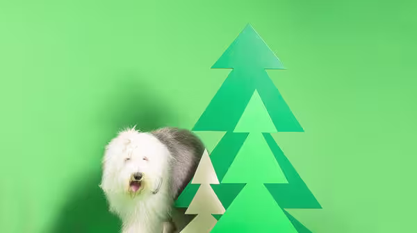 An Old English Sheepdog next to a Christmas tree cardboard cut-out, against a green backround