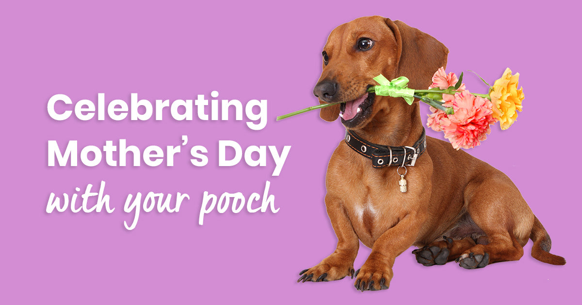 Celebrating Mother's Day with your pooch-Image 1