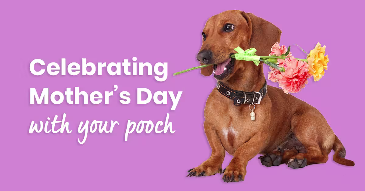 Celebrating Mother's Day with your pooch-Image 1