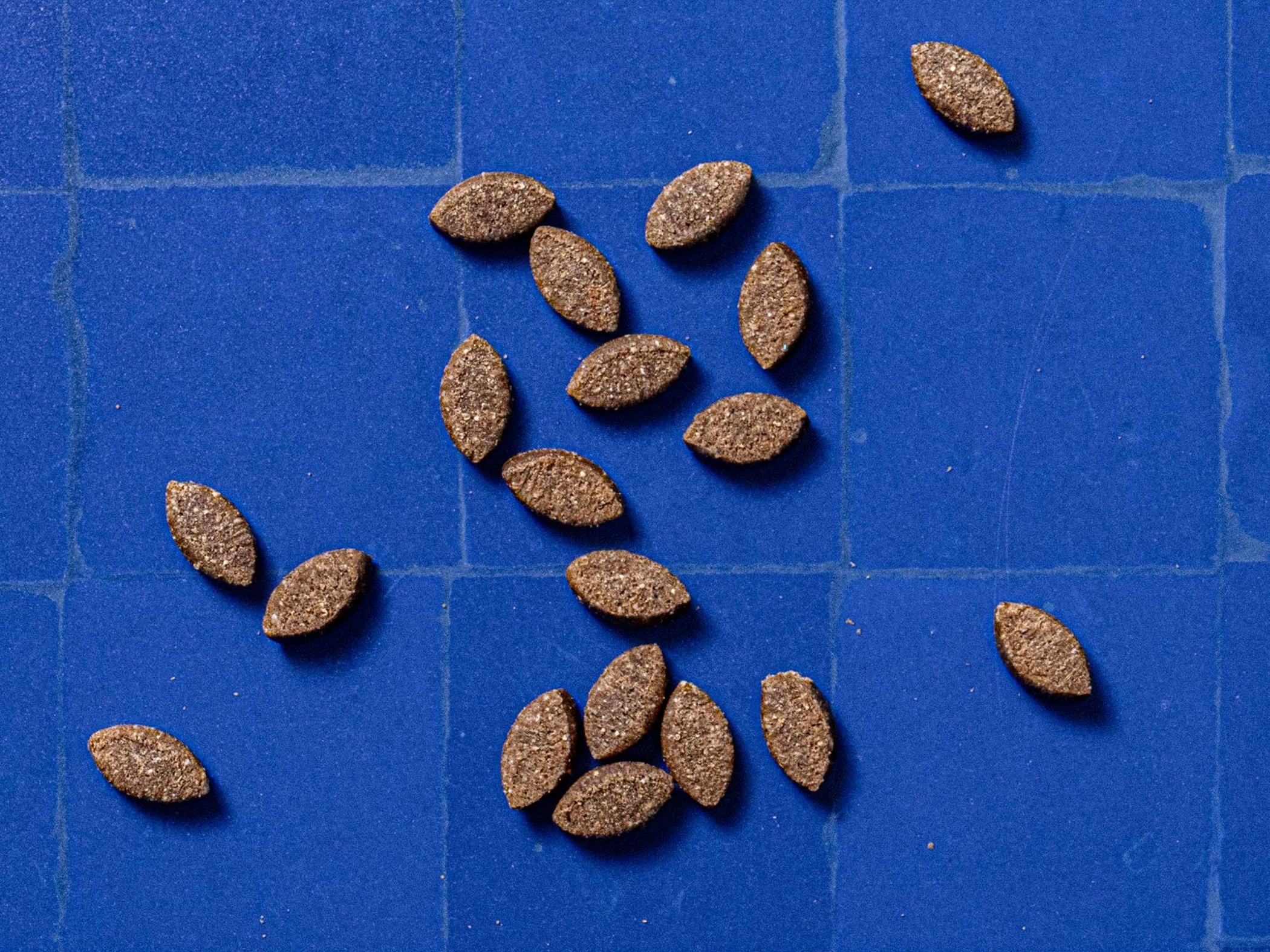 Oval shaped dog treats on a blue tiled background 