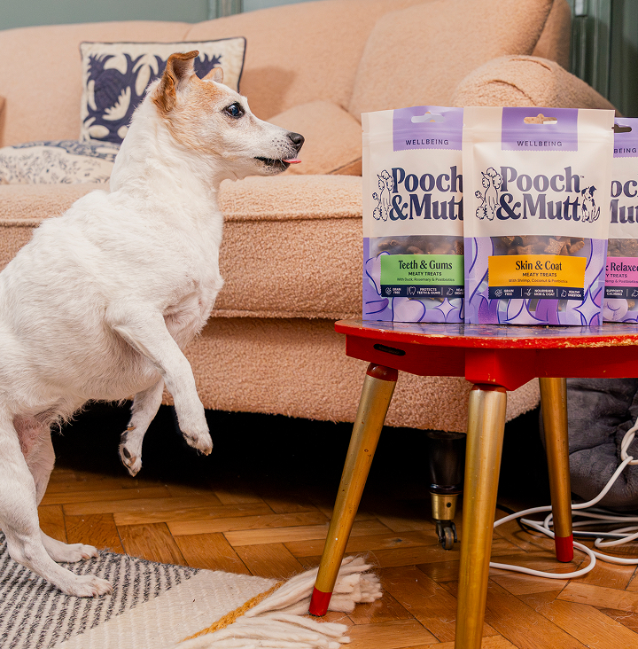 Veterinarian holding a happy dog