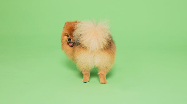 Puppy Grooming: Everything you need to know-Image 3