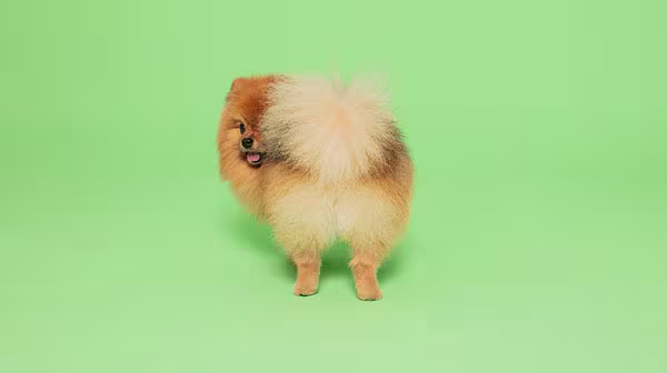 Puppy Grooming: Everything you need to know-Image 3