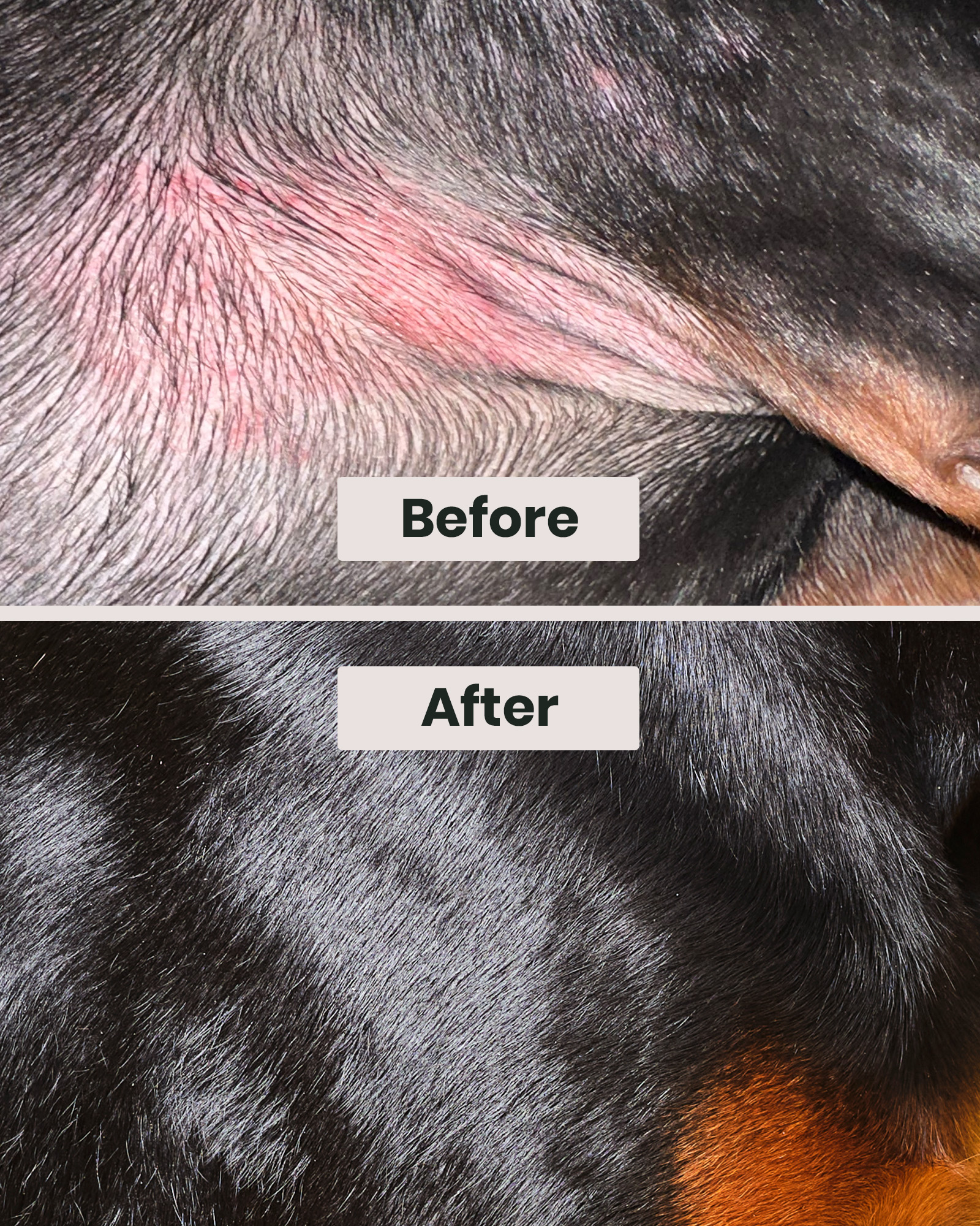 Before and After of a Dogs Skin