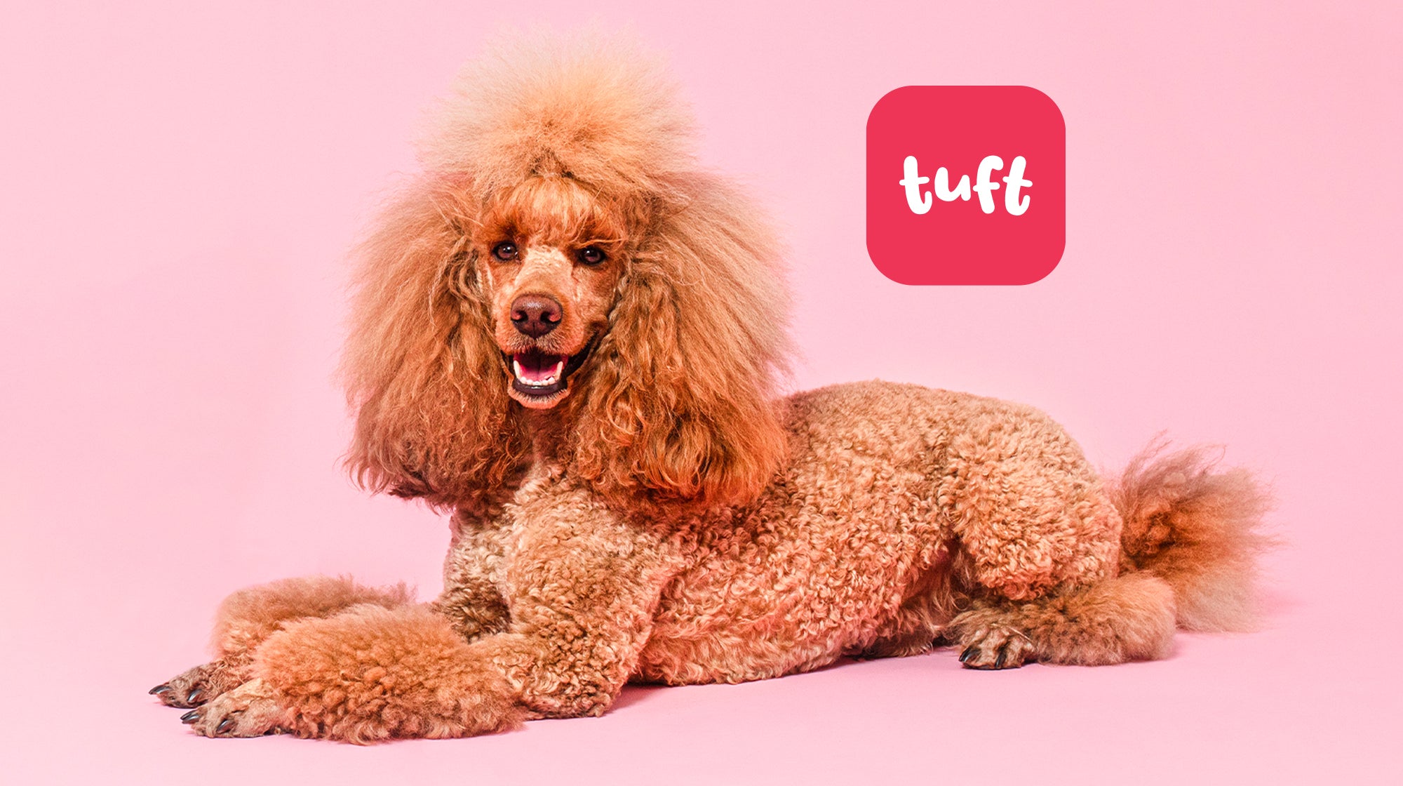 Puppy Grooming: Everything you need to know-Image 1