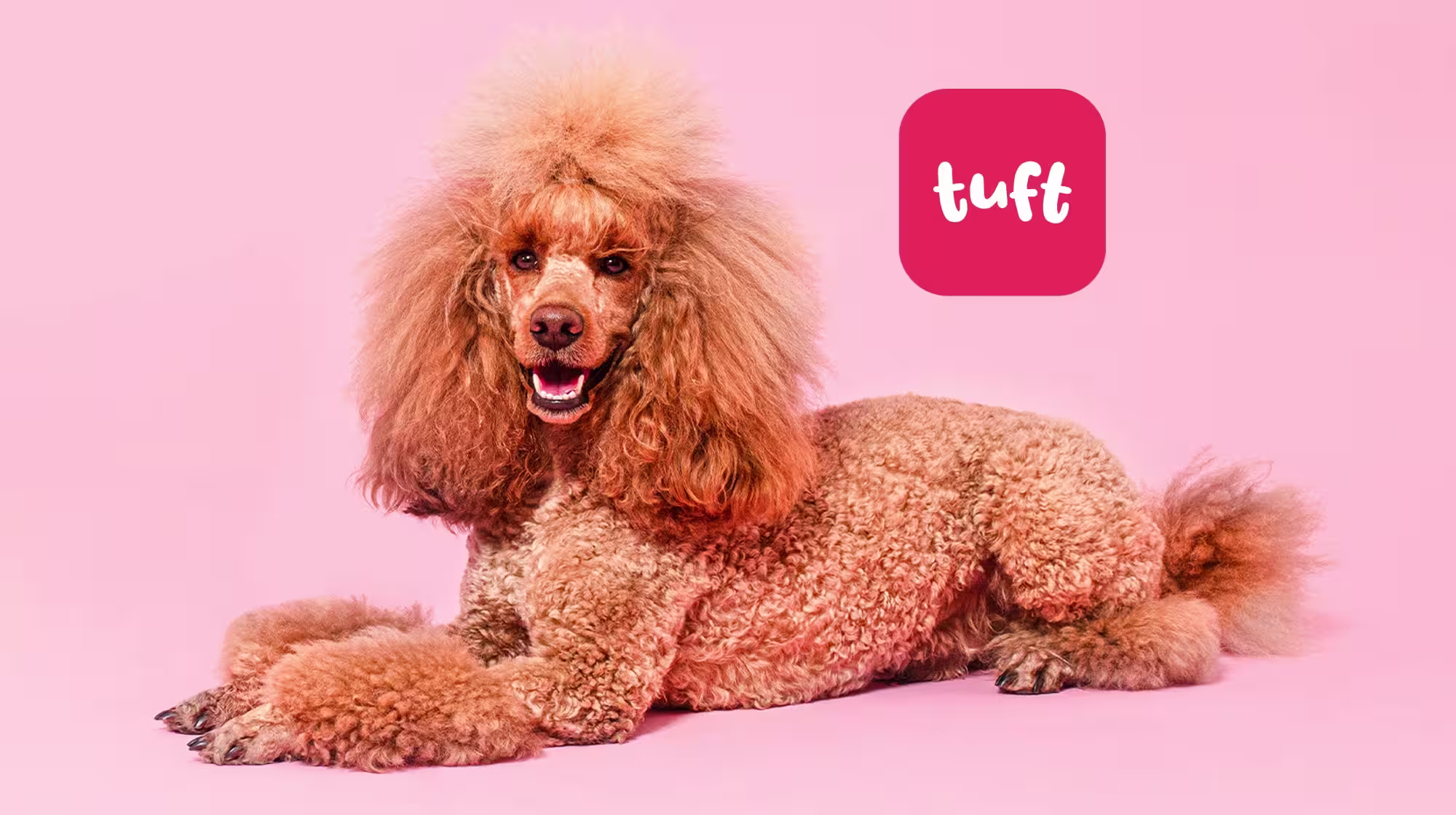 Puppy Grooming: Everything you need to know-Image 1