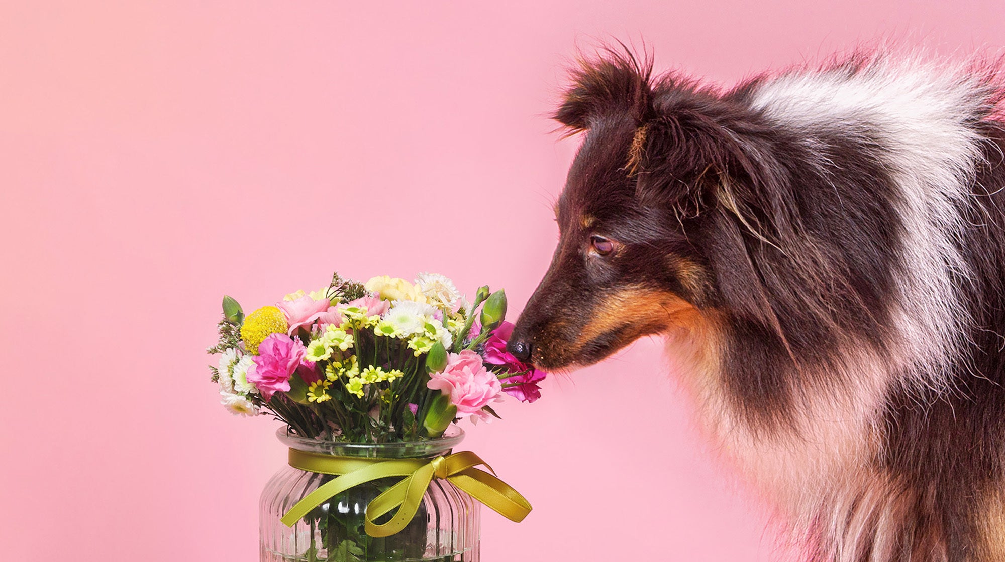 What spring flowers are toxic to dogs?-Image 1