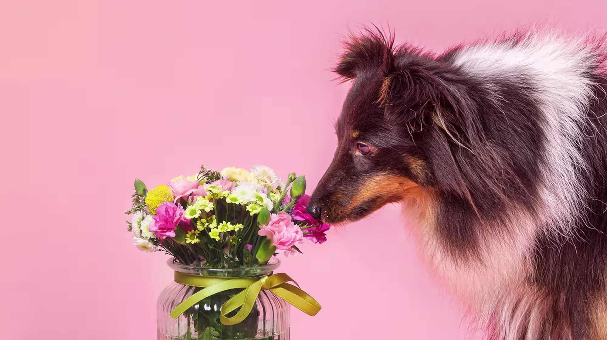 What spring flowers are toxic to dogs?-Image 1