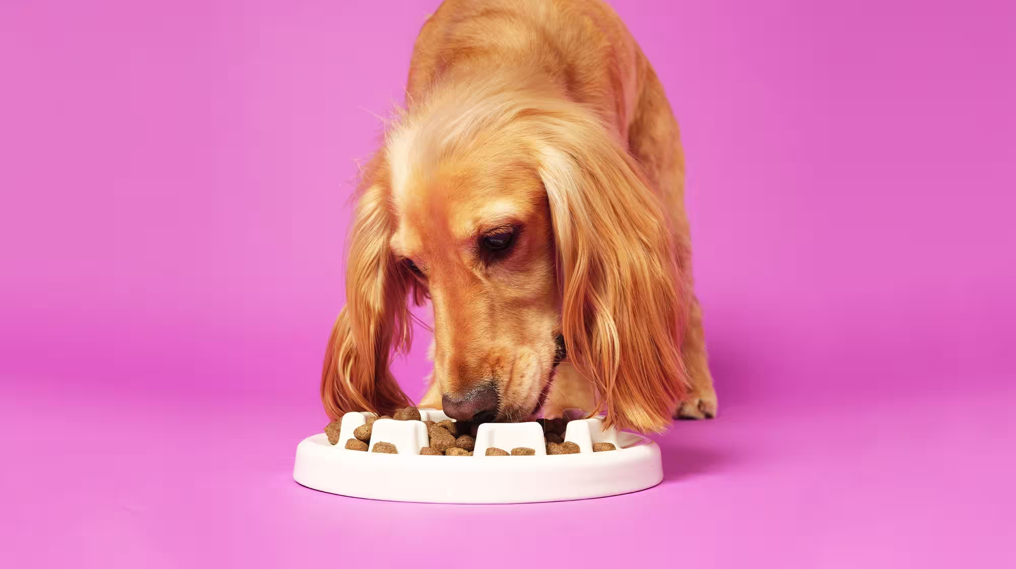 Golden coloured dog eating from a puzzle feeder on a pink background