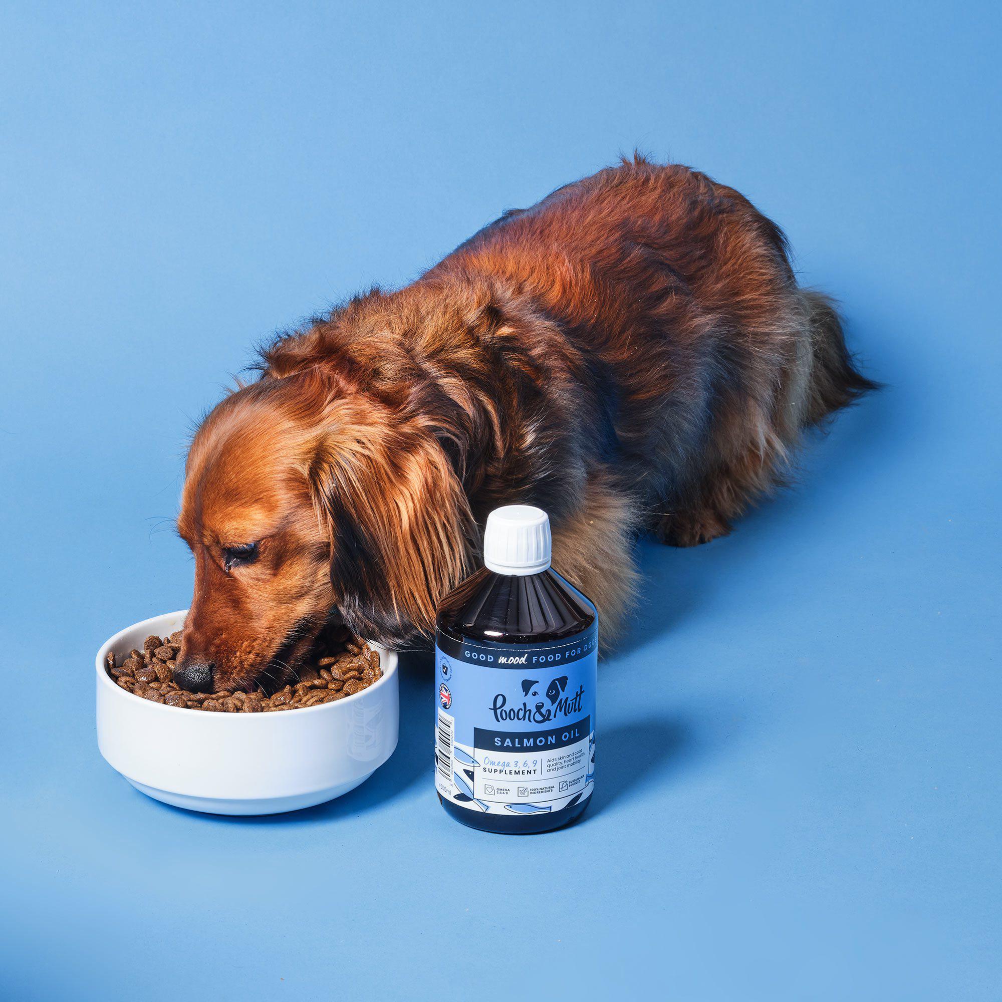 dog-eating-dry-food-with-natural-salmon-oil-supplement