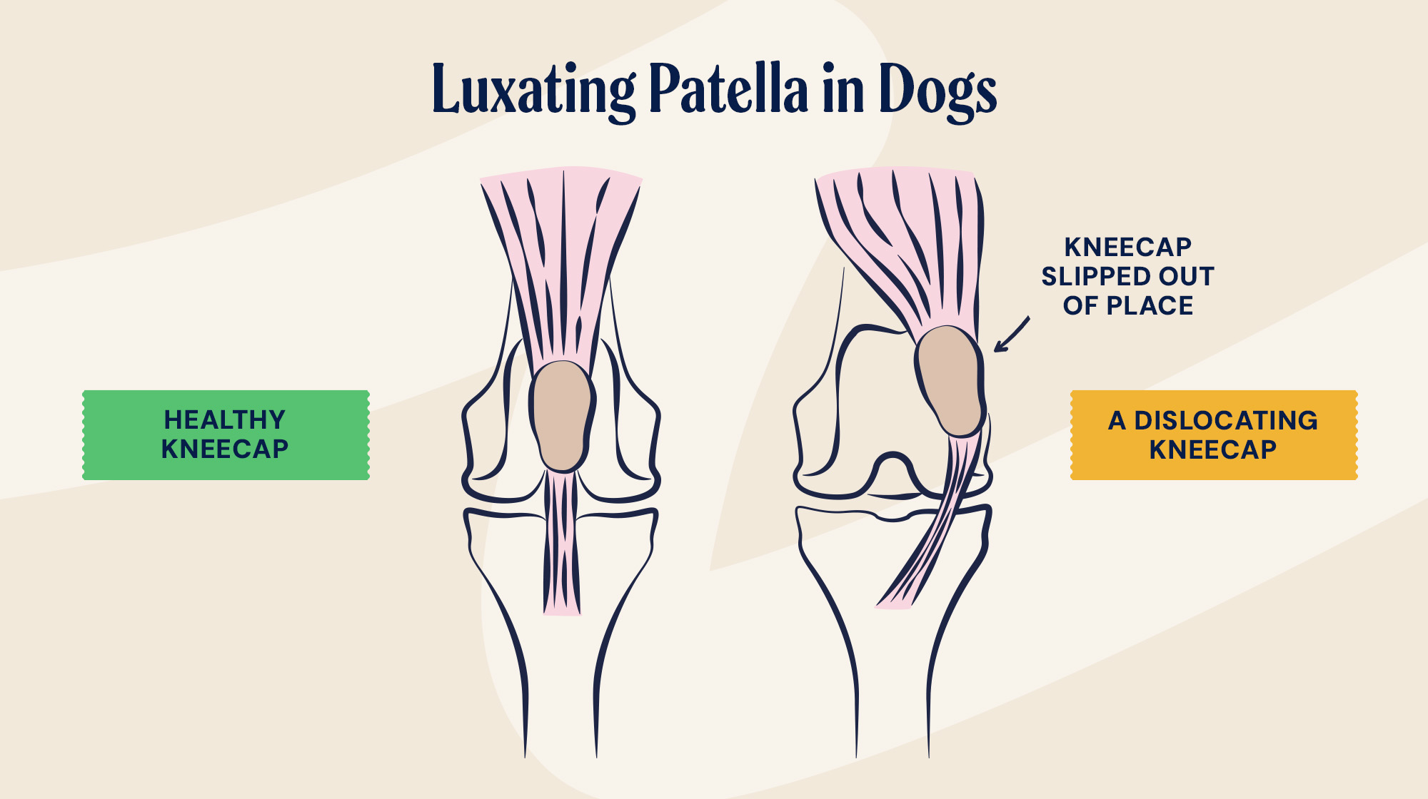 P&M BLOG INFOGRAPHIC LUXATING PATELLA
