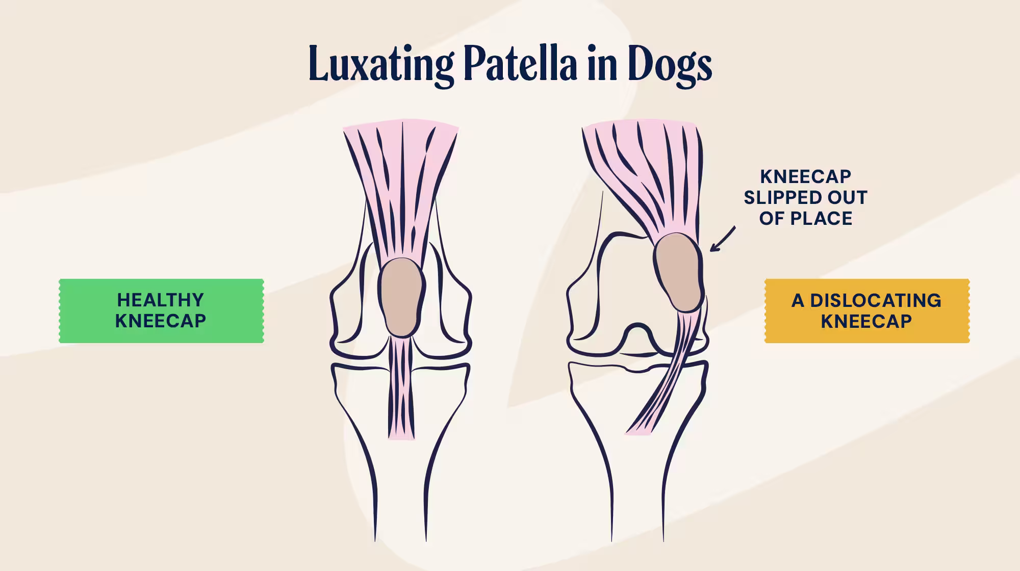 P&M BLOG INFOGRAPHIC LUXATING PATELLA