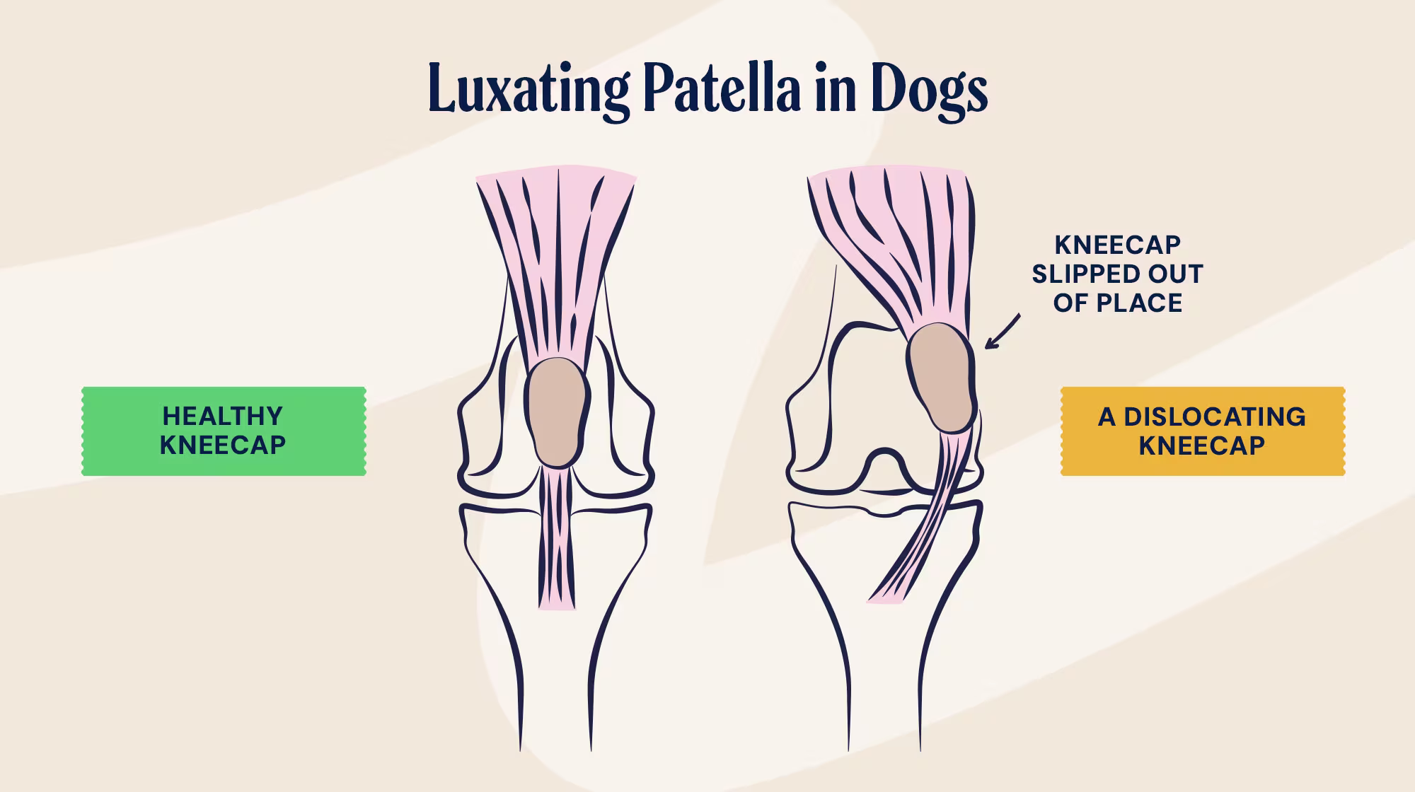 P&M BLOG INFOGRAPHIC LUXATING PATELLA