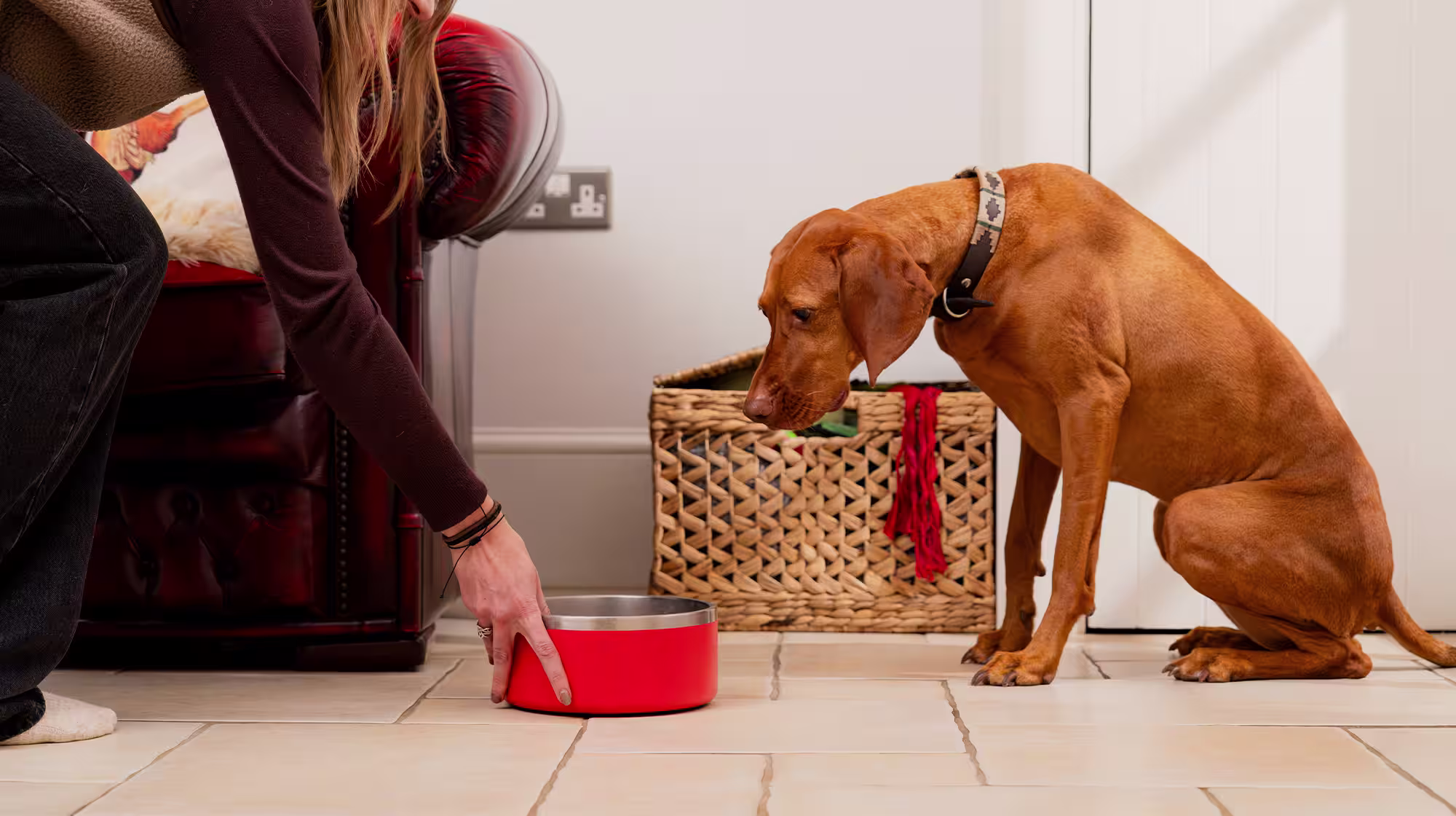 An auburn Pointer sits on the floor as their owner pushes a red bowl towards them.