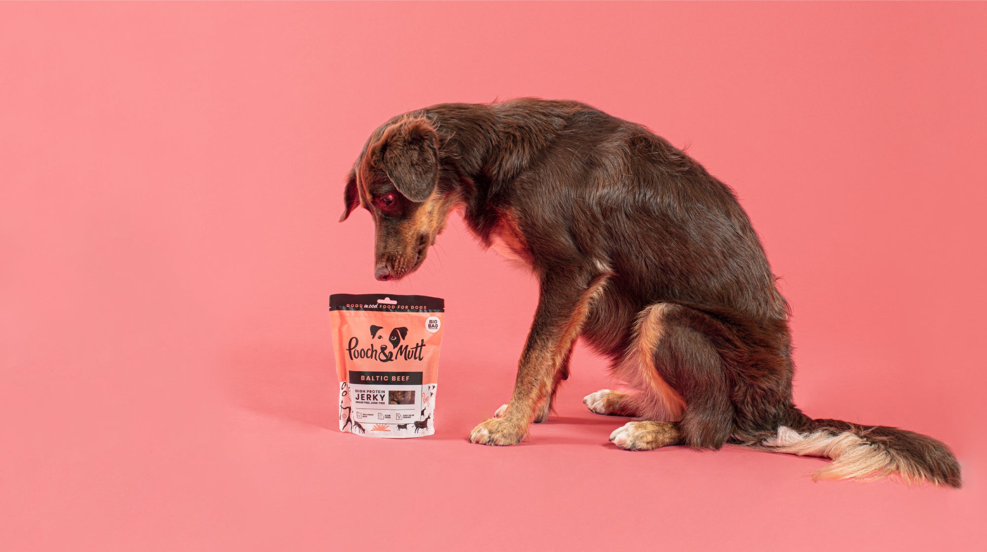 brown dog looking at food