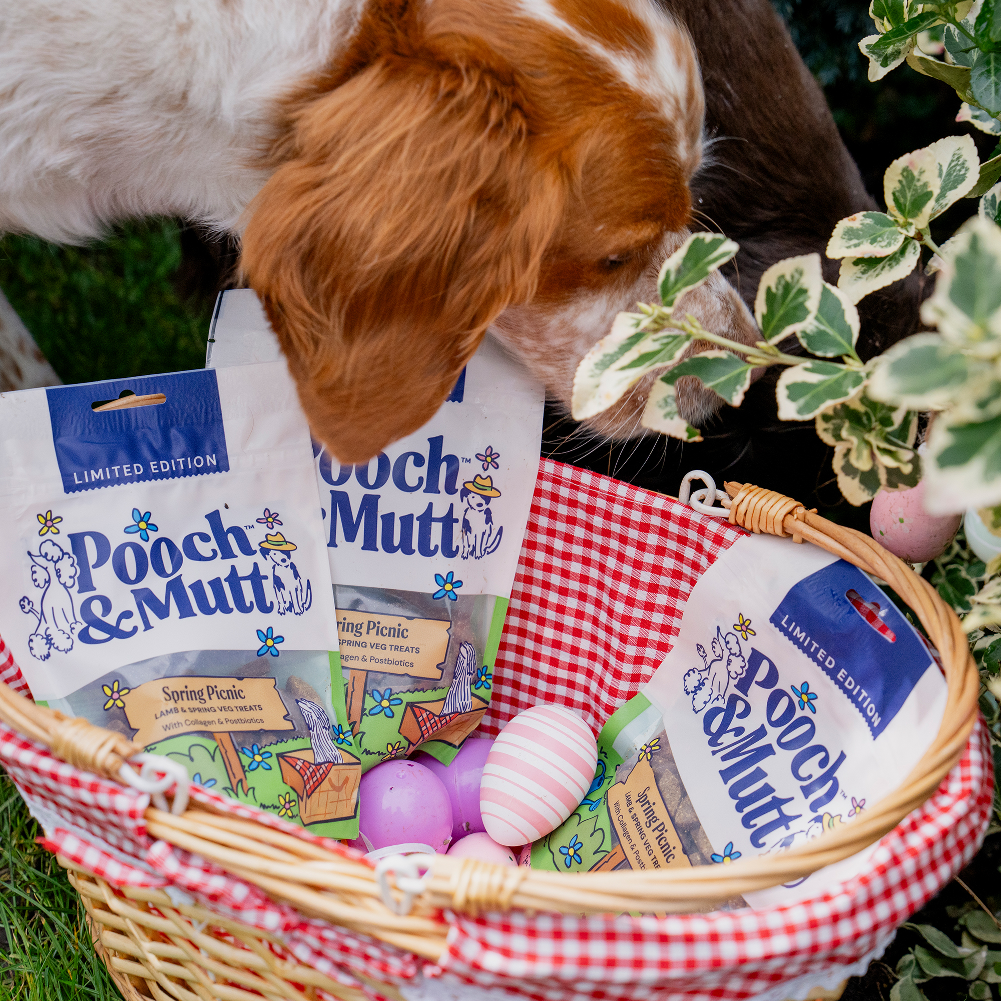 Spring treats homepage secondary 1