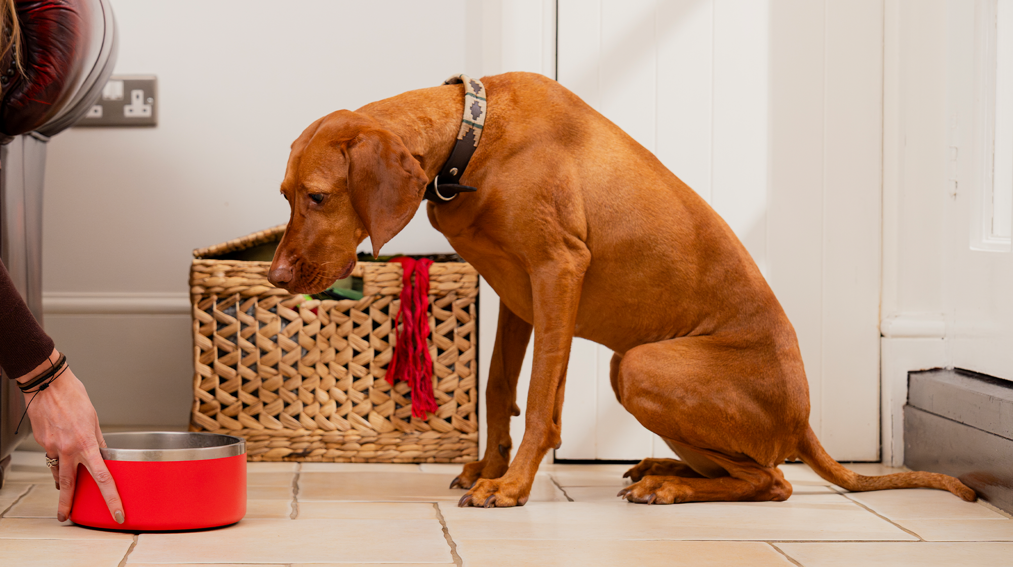 An auburn dog sits waiting patiently as a hand pushes an orange food bowl towards them.