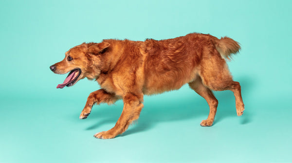 A red-coloured retriever running, against an aqua blue background 