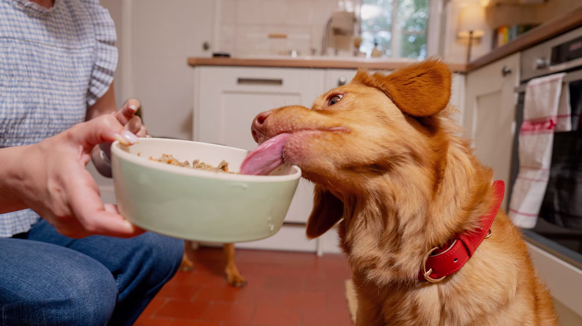 RAW AND FRESH DOG FOOD - DOG EATING