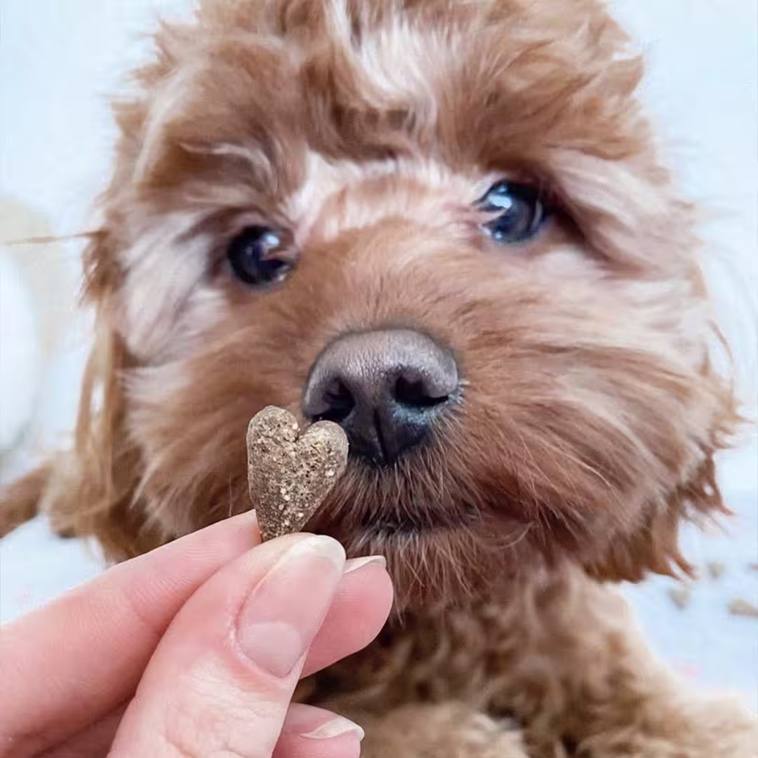 6 reasons to love our Love-ly Lamb Meaty Treats-Image 11